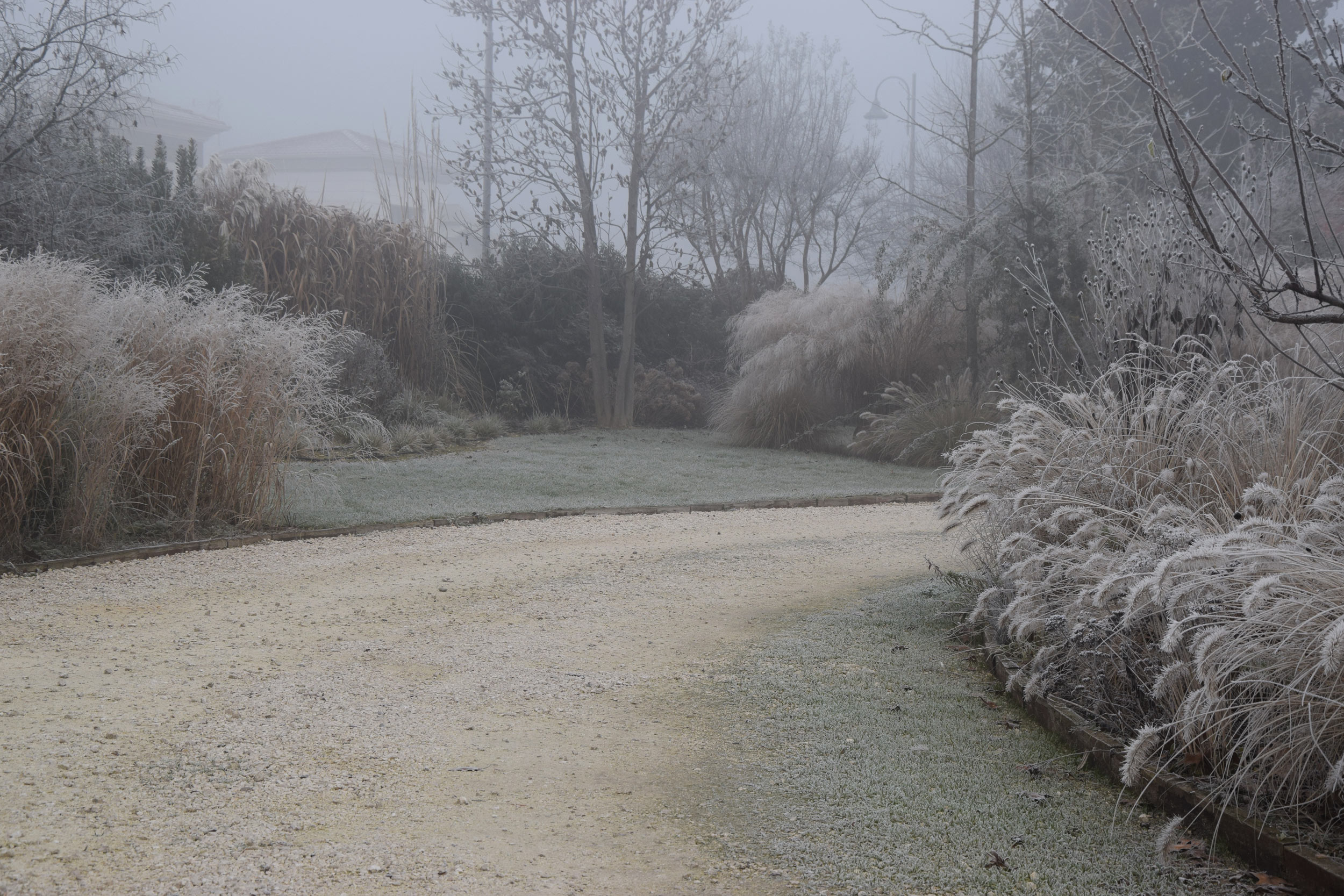 graminacee, erbacee perenni, miscanthus sinensis, wintertime, brina, inverno