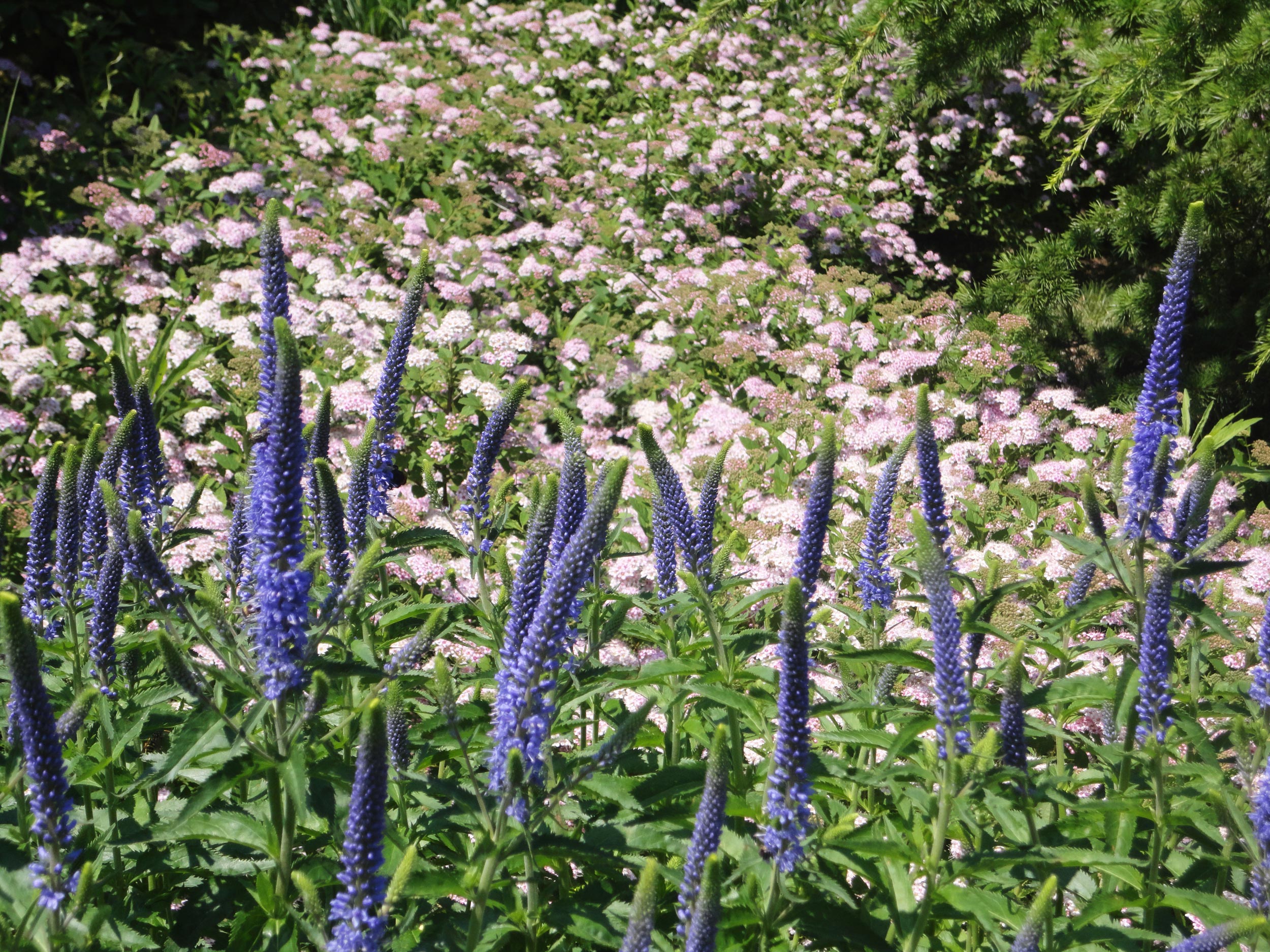 veronica, achillea millefolium