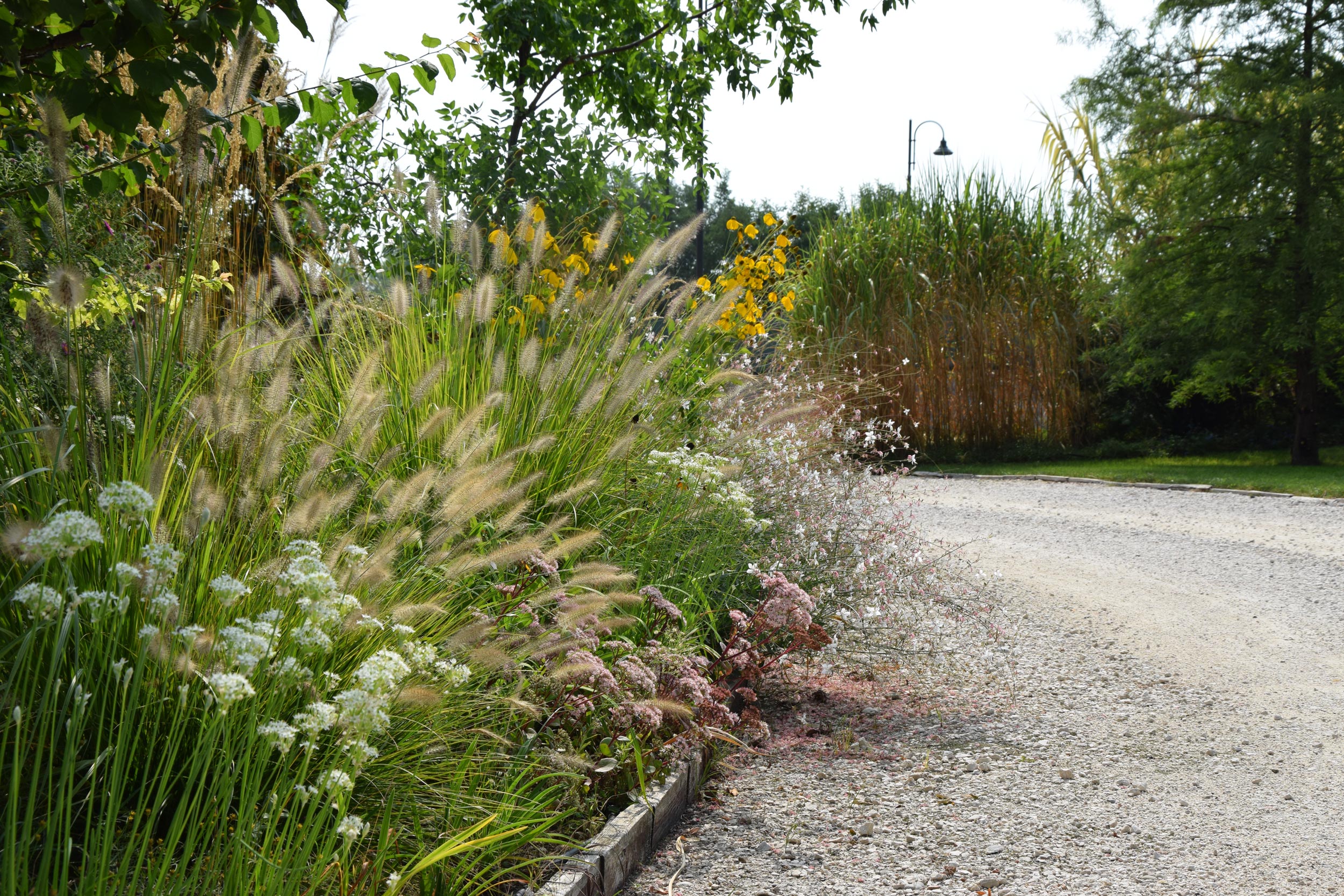 allium, pennisetum alopecuroides, sedum matrona, rudbeckia nitida, gaura lindheimerii, arundo donax