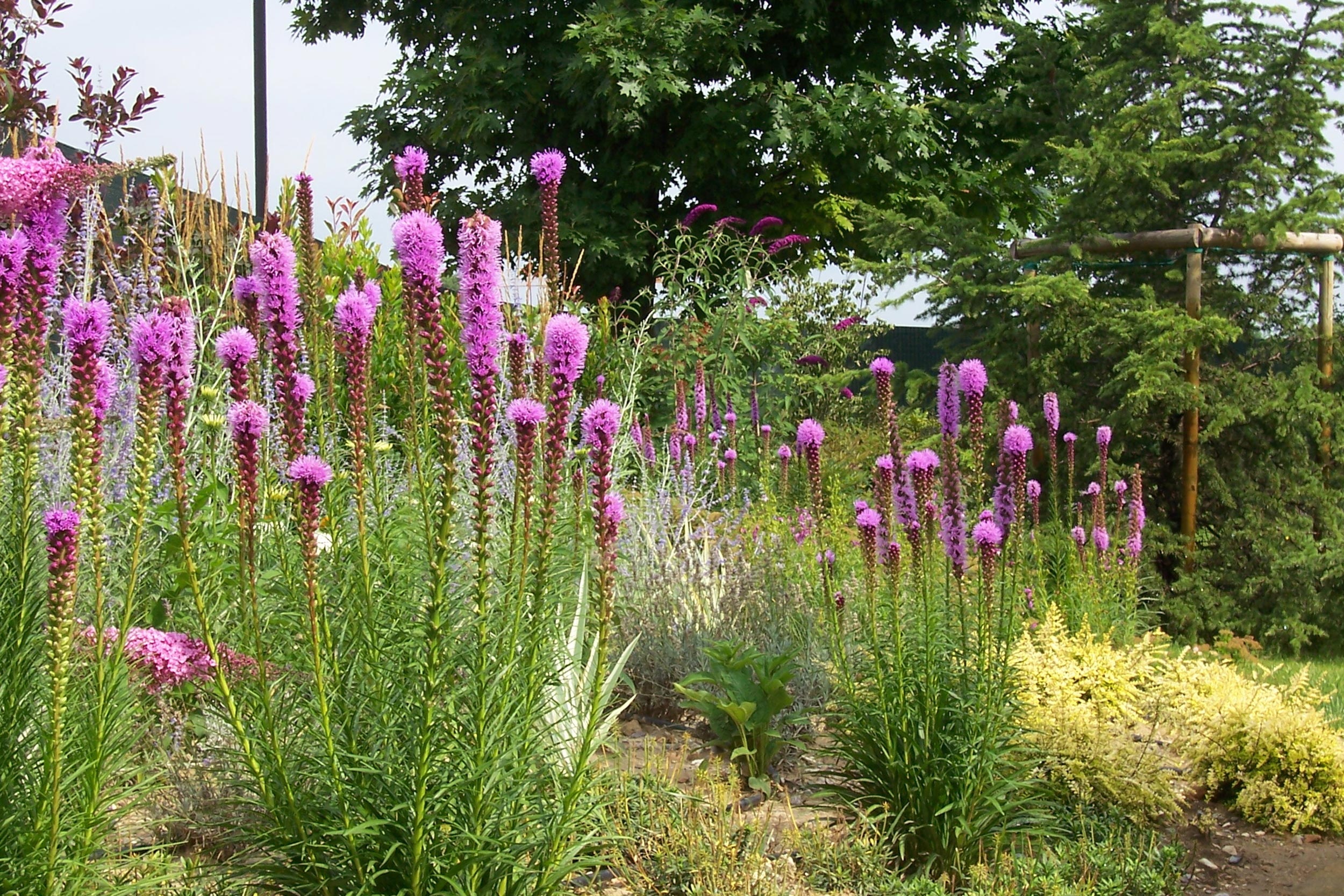 liatris spicata, area ex-artigianale, aree in pieno sole senza irrigazione