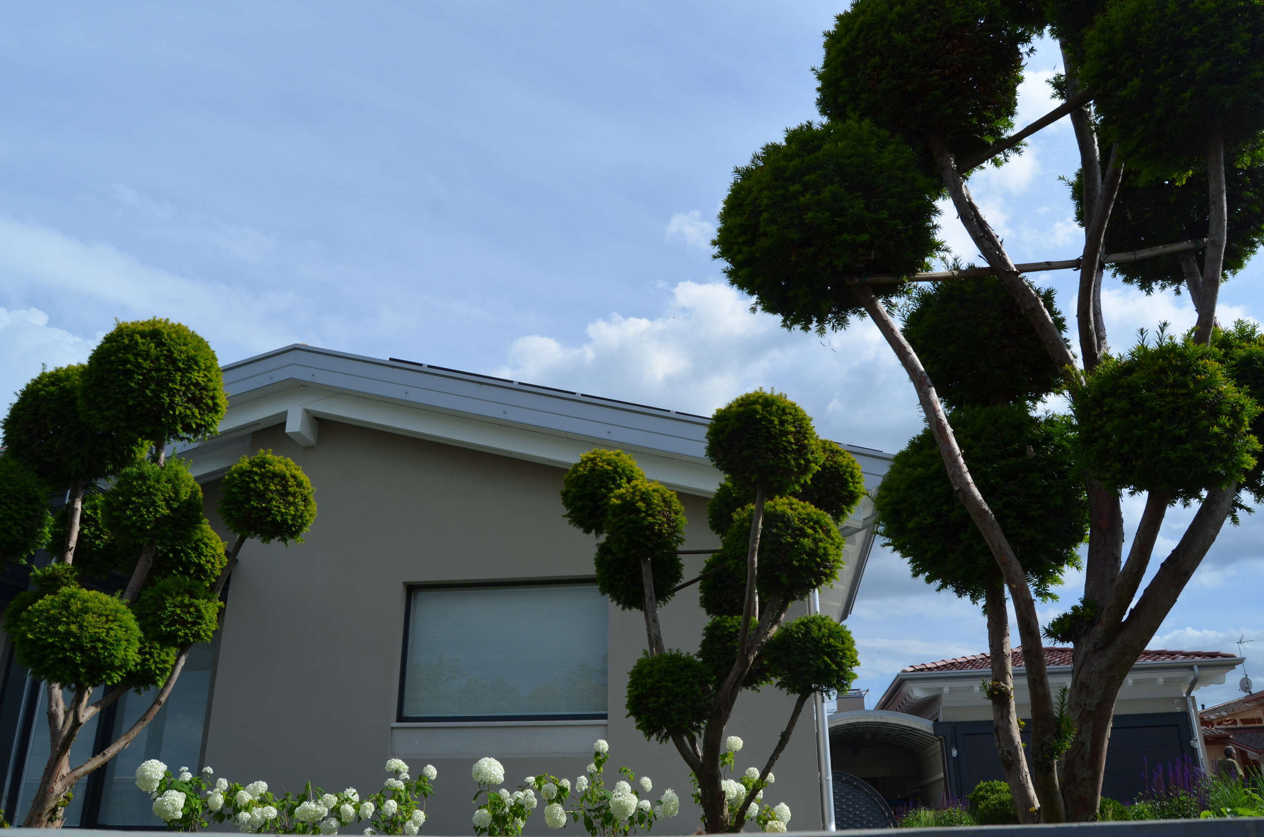 macrobonsai di Taxus baccata, 