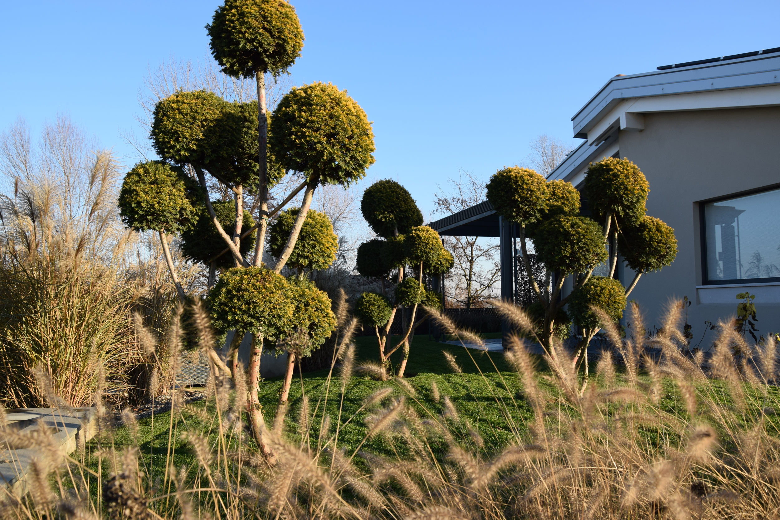 macrobonsai di Taxus baccata, 