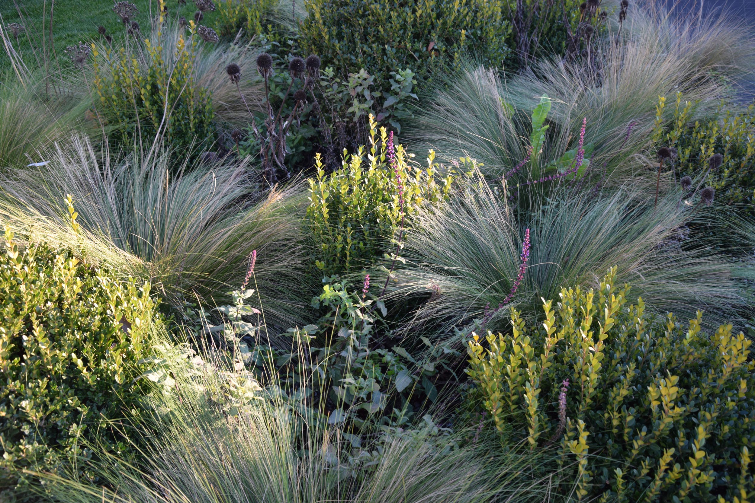 buxus e stipa tenuissima, salvia caradonnaechinacea purpurea Magnus, allium ramosum