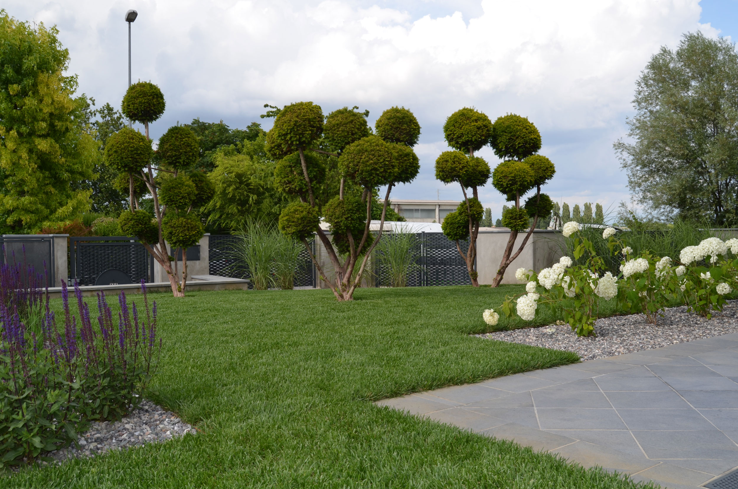 erbacee perenni da fiore, graminacee, hakonechloa macra,  pennisetum alopecuroides Moudry,  pennisetum alopecuroides Hameln,   anemone japonica honorine jobert, Hydrangea arborescens Annabelle, buxus e stipa tenuissima, salvia caradonnaechinacea purpurea Magnus, allium ramosum, macrobonsai di Taxus baccata, 