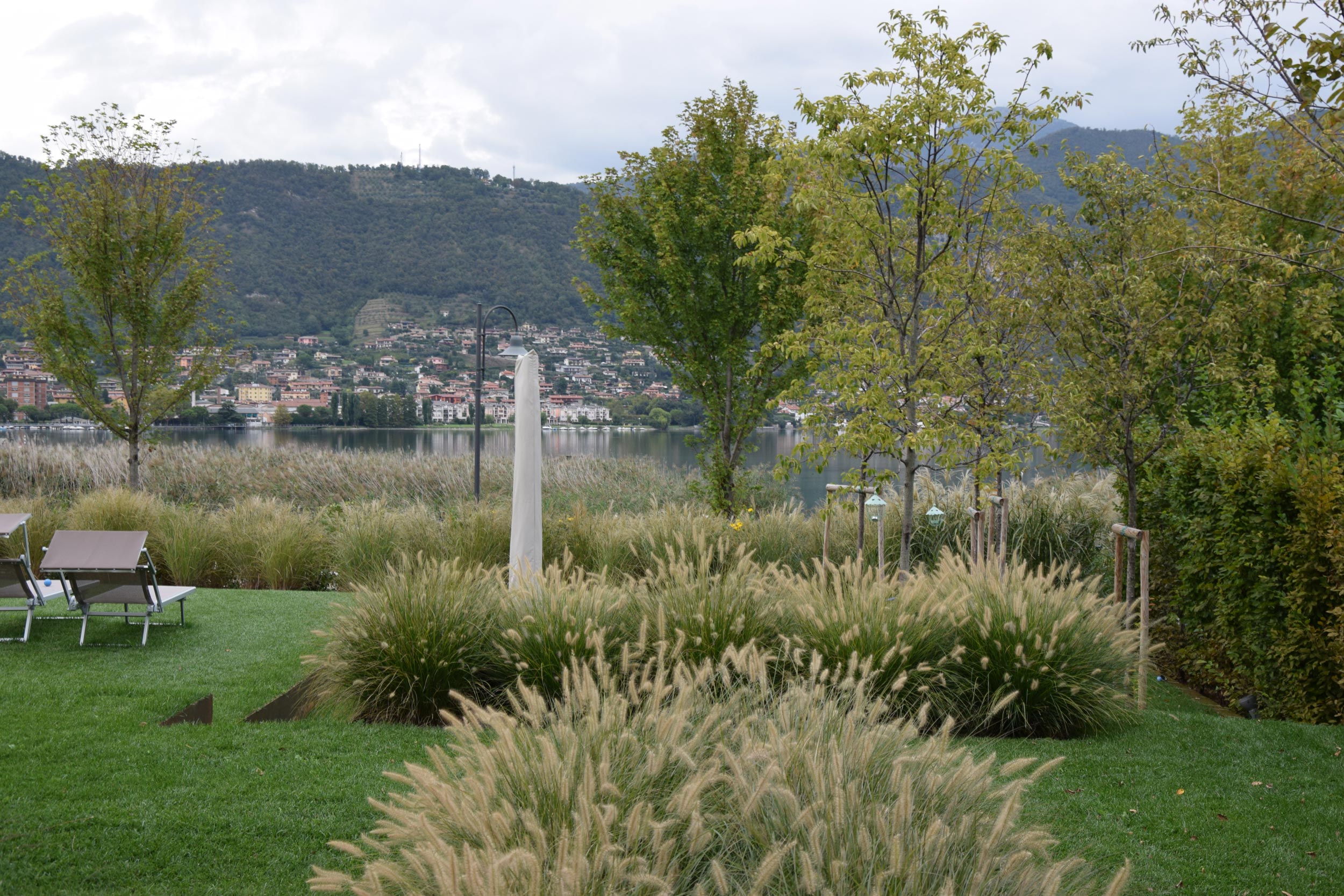 prunus padus, pennisetum alopecuroides