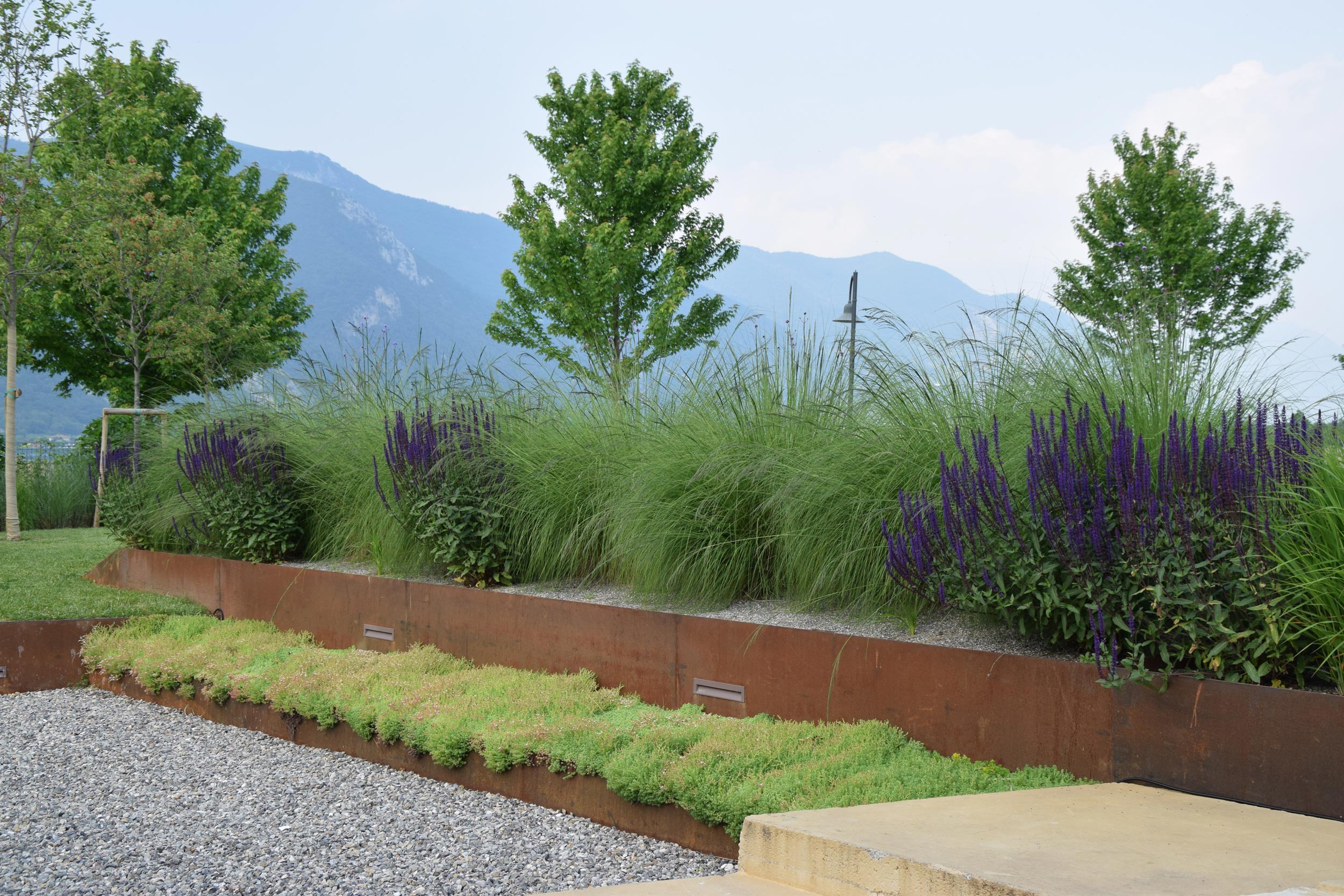 miscanthus sinensis, salvia nemorosa