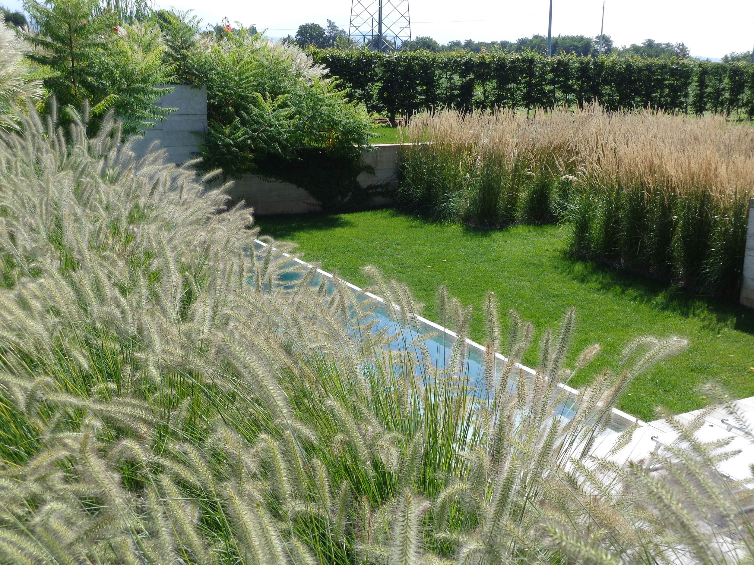 Pennisetum alopecuroides, Calamagrostis x acutiflora