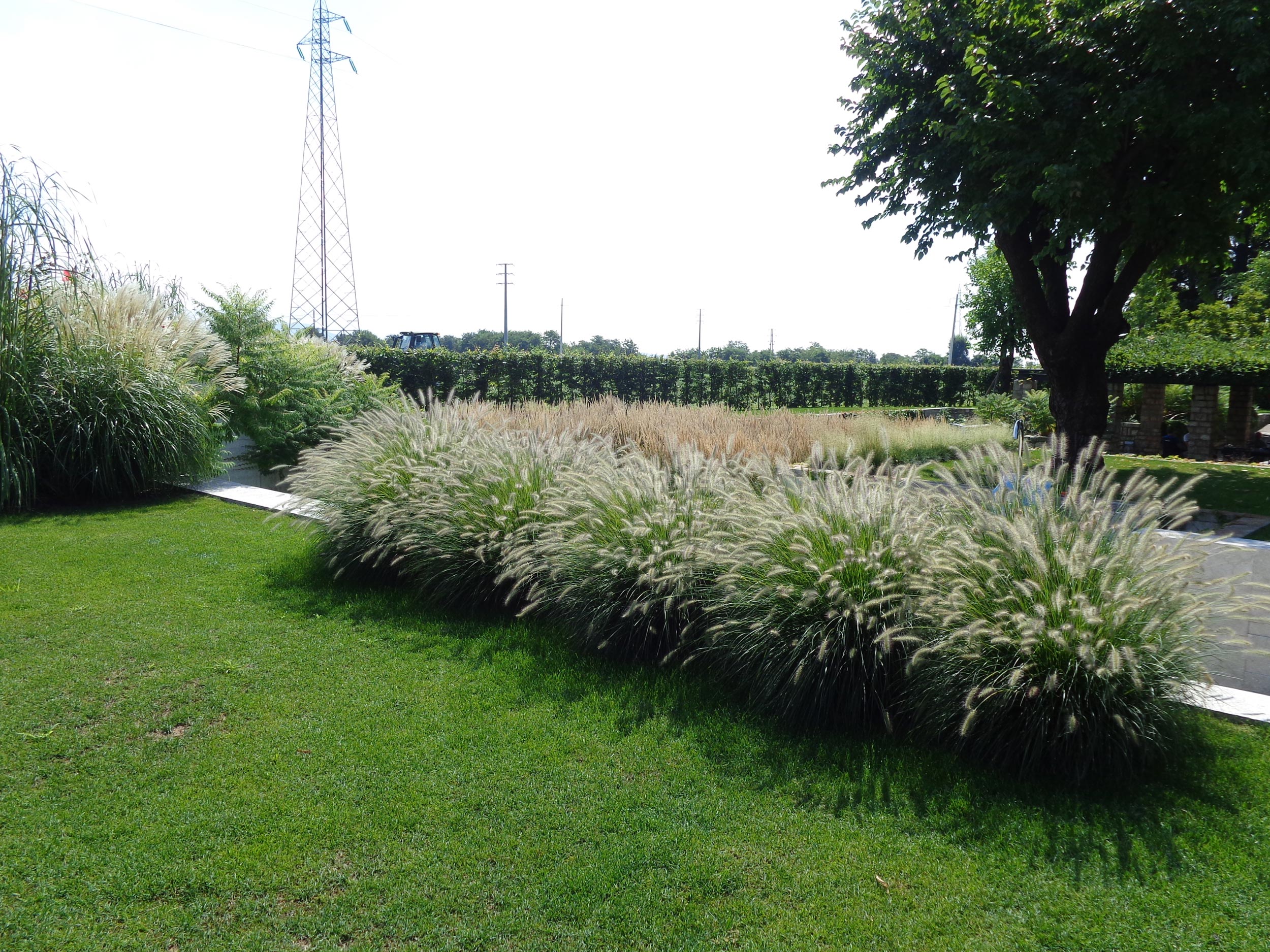 Pennisetum alopecuroides