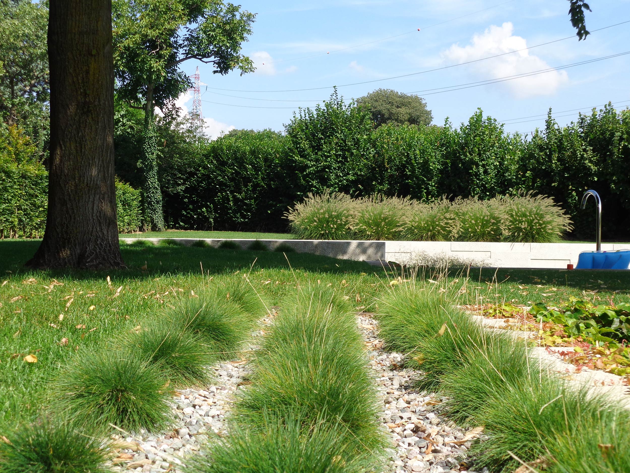 Deschampsia cespitosa, Deschampsia cespitosa