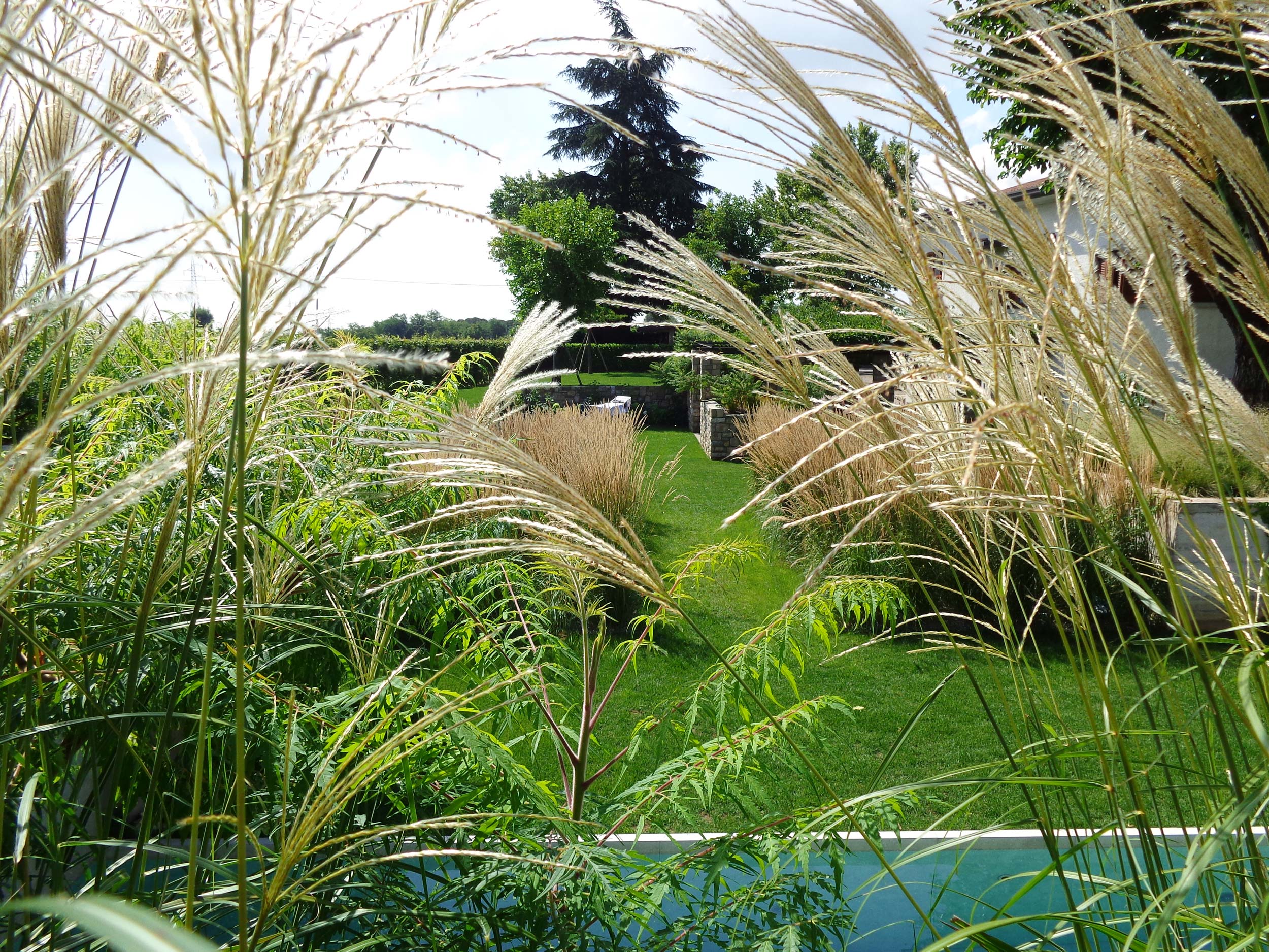 Calamagrostis x acutiflora, Rhus typhina dissecta