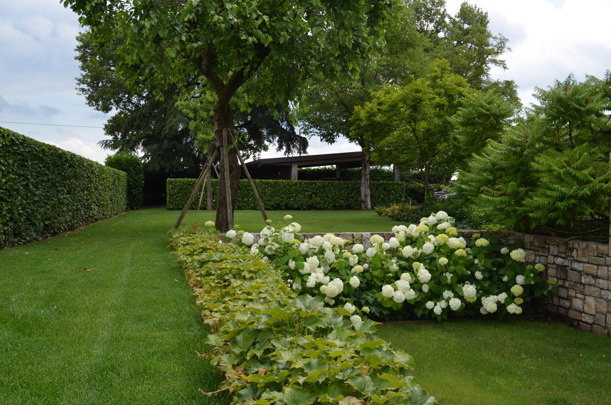 siepe di Carpinus betulus, Hydrangea arborescens Annabelle, Rhus typhina dissecta 