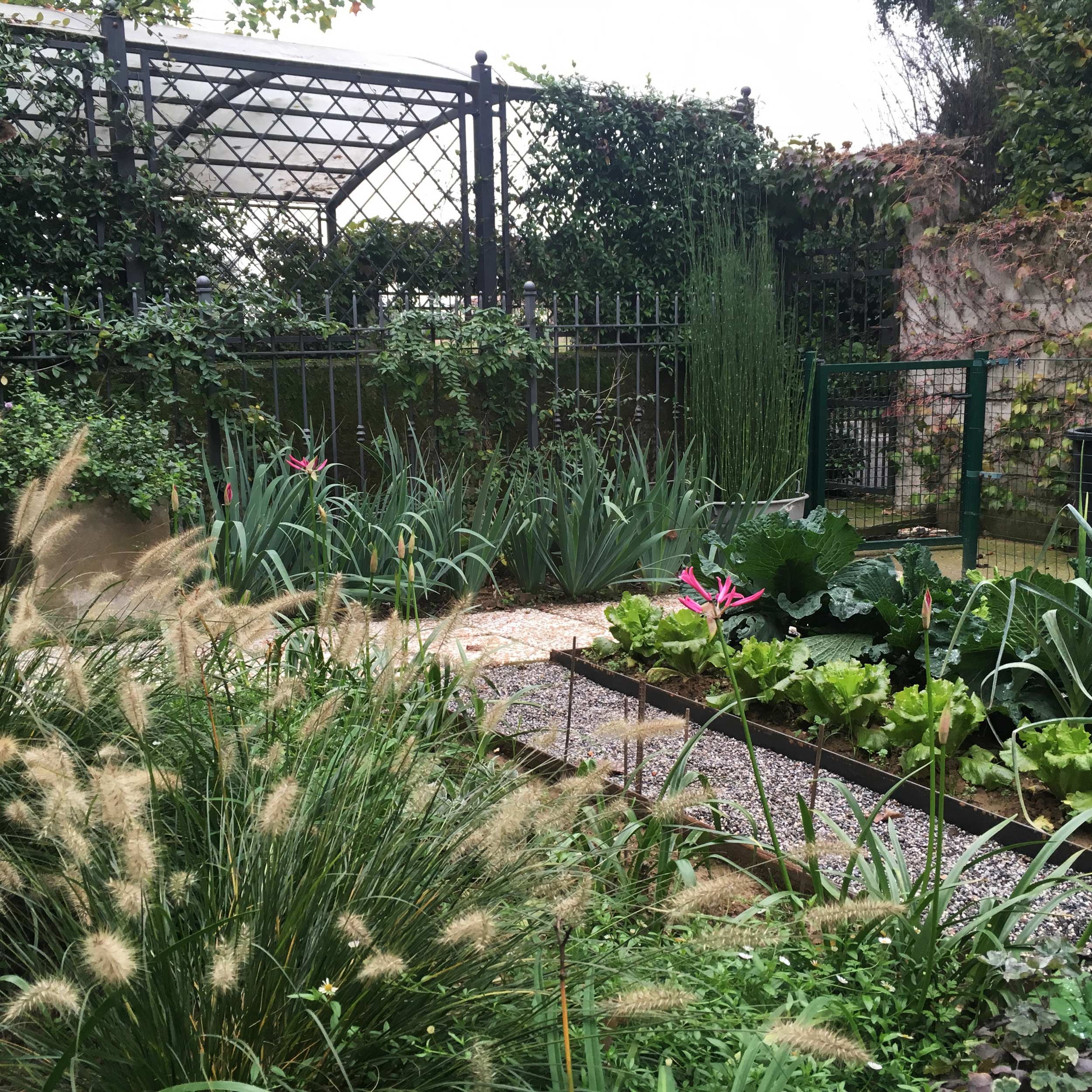 equisetum, iris dalmatica, orto, ortaggi, cavolo, aiuole corten