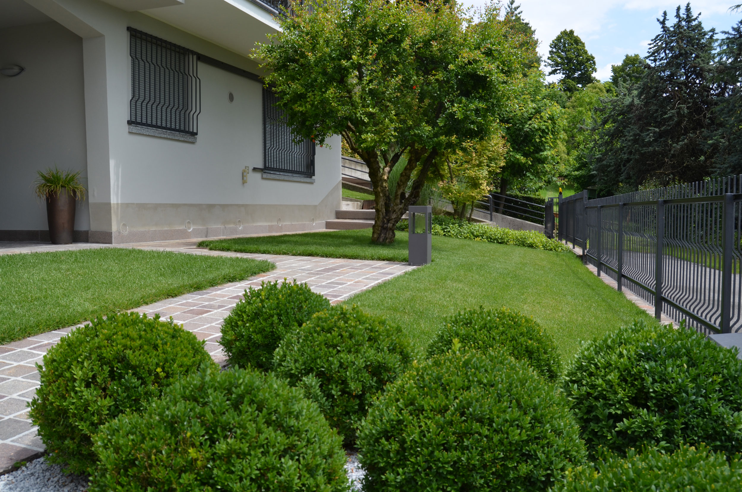 buxus sempervirens, 