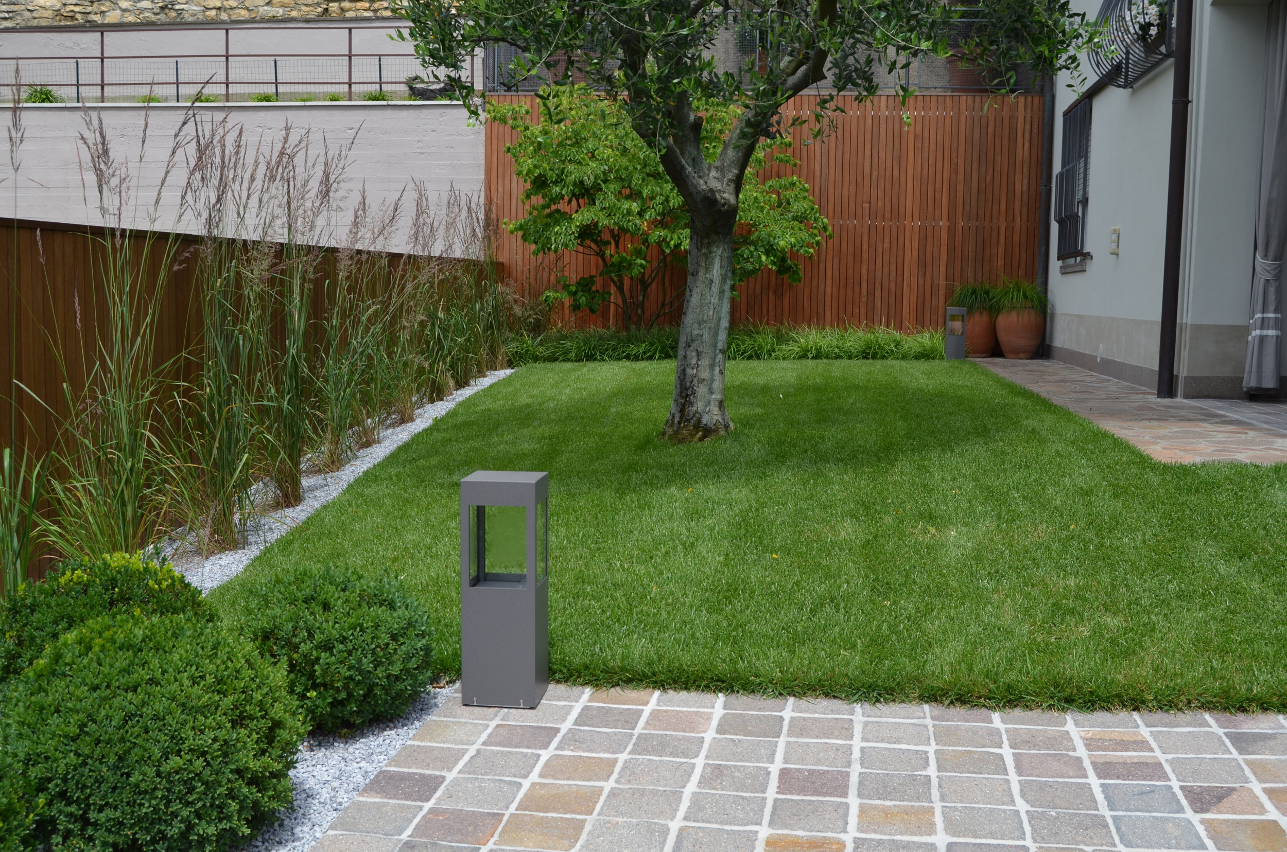 buxus sempervirens, Miscanthus sinensis, 