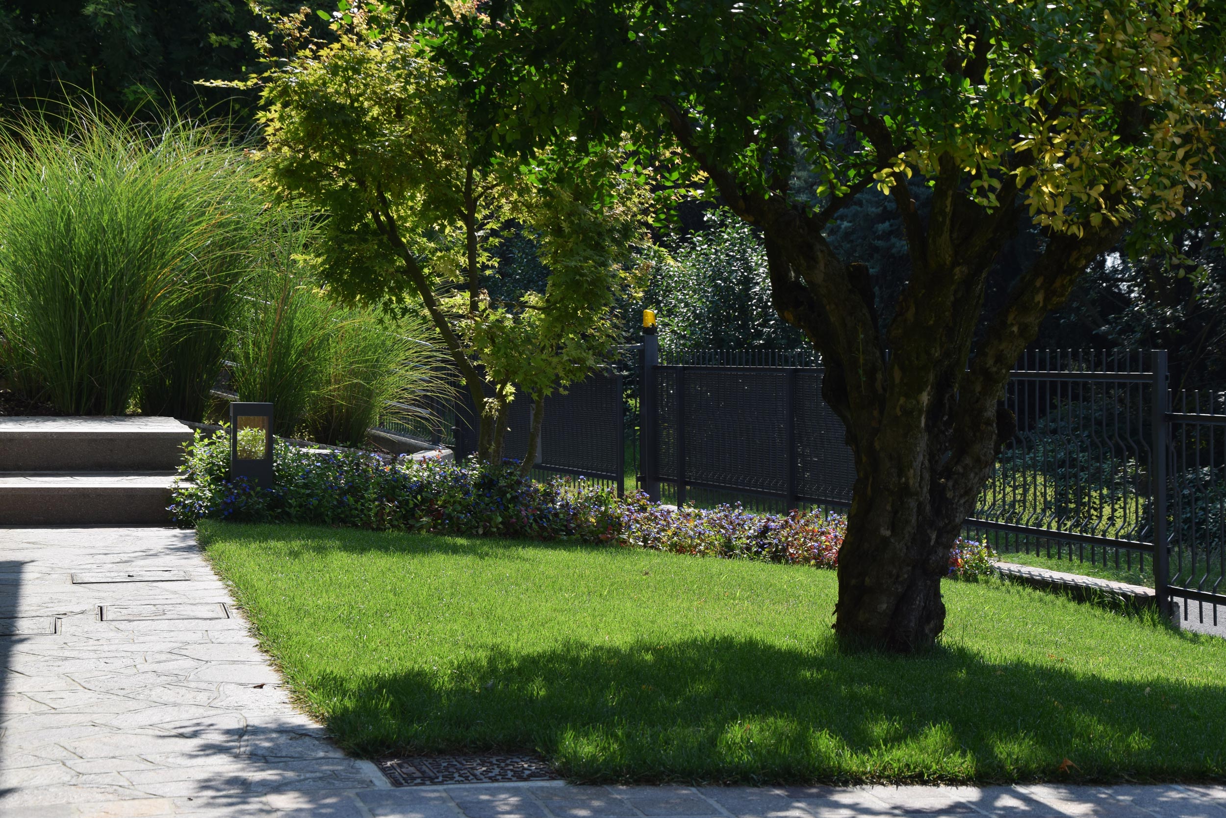 miscanthus sinensis, ceratostigma plumbaginoides