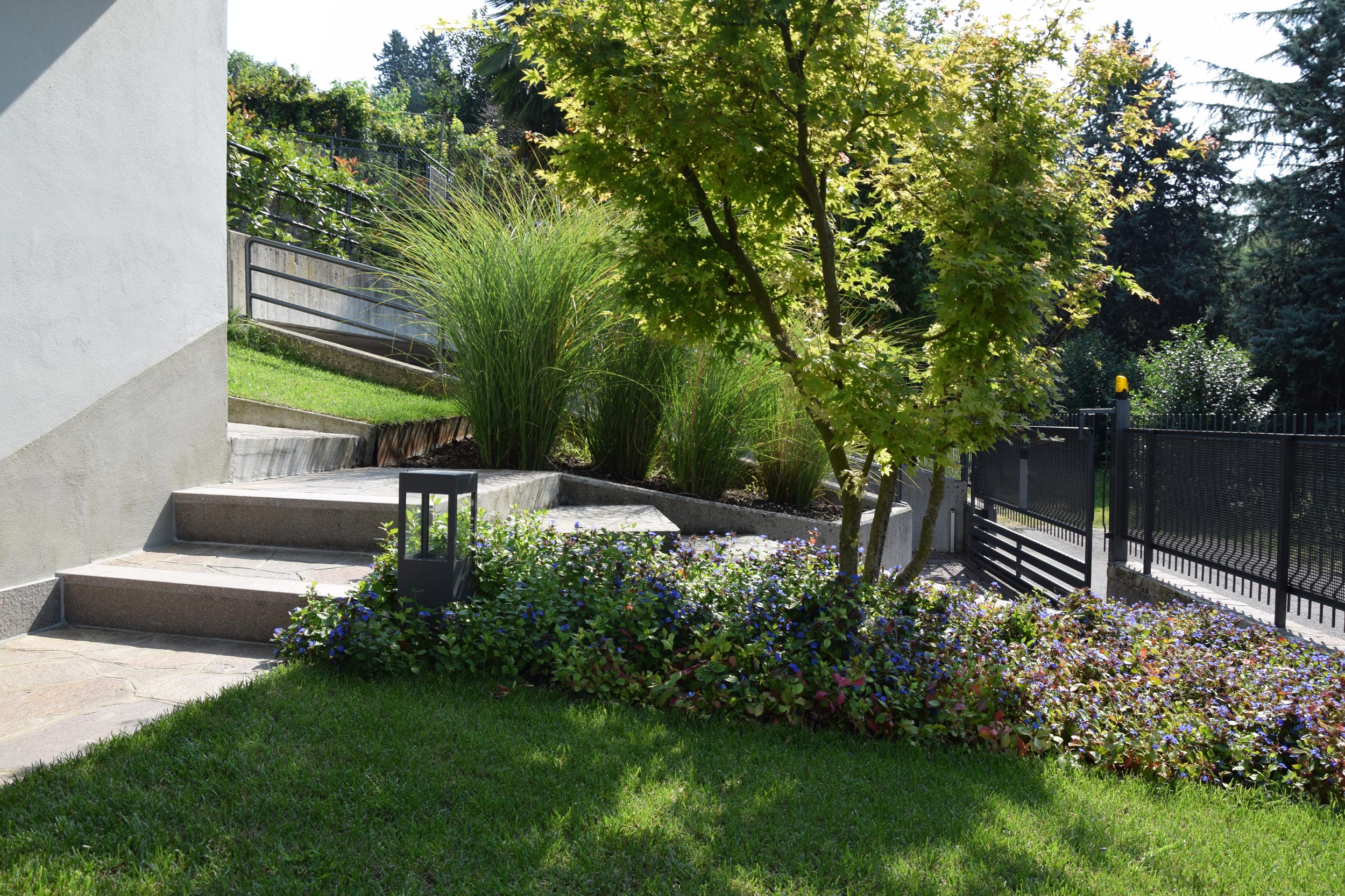 miscanthus sinensis, ceratostigma plumbaginoides