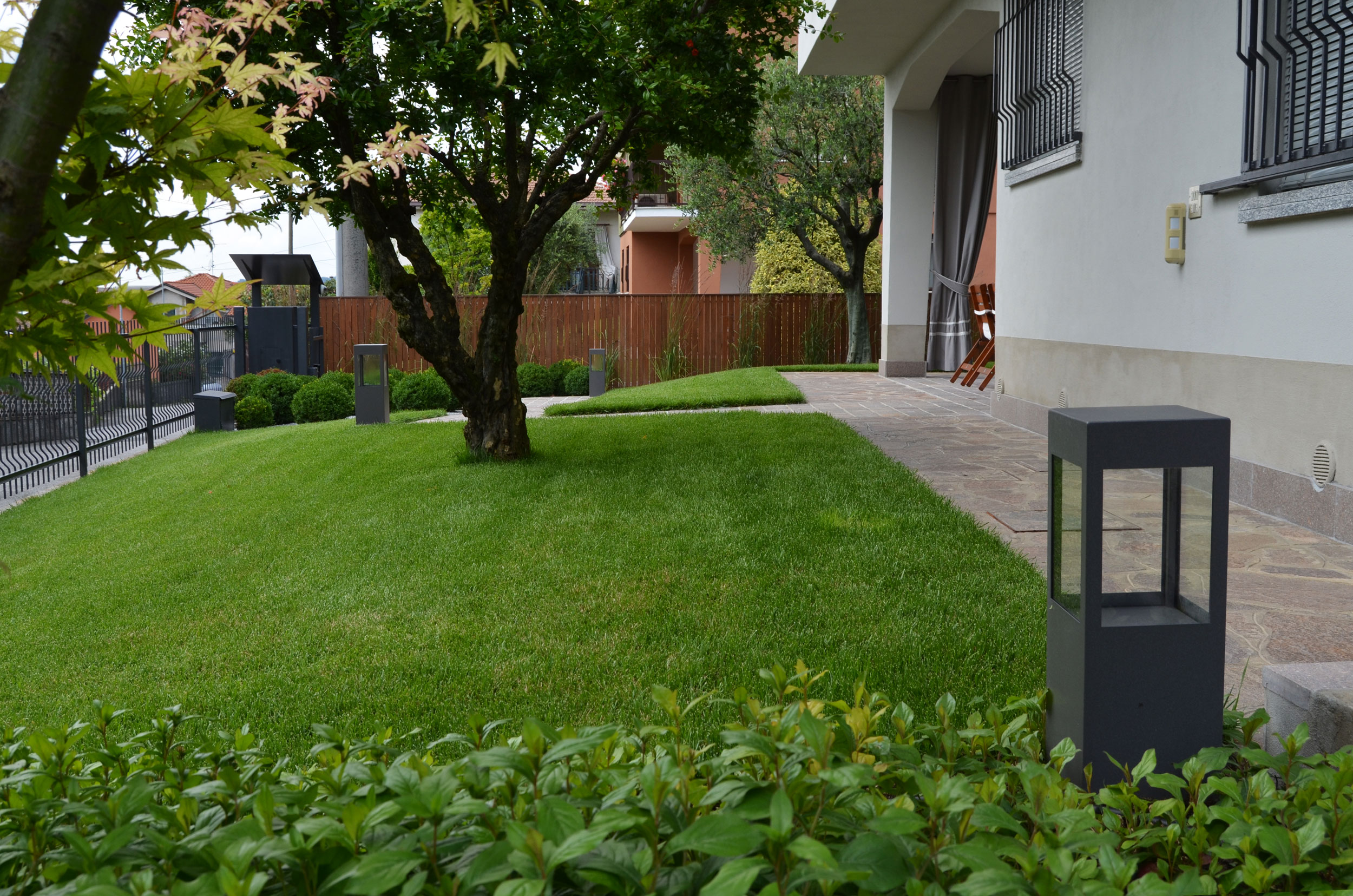 buxus sempervirens, Miscanthus sinensis, 