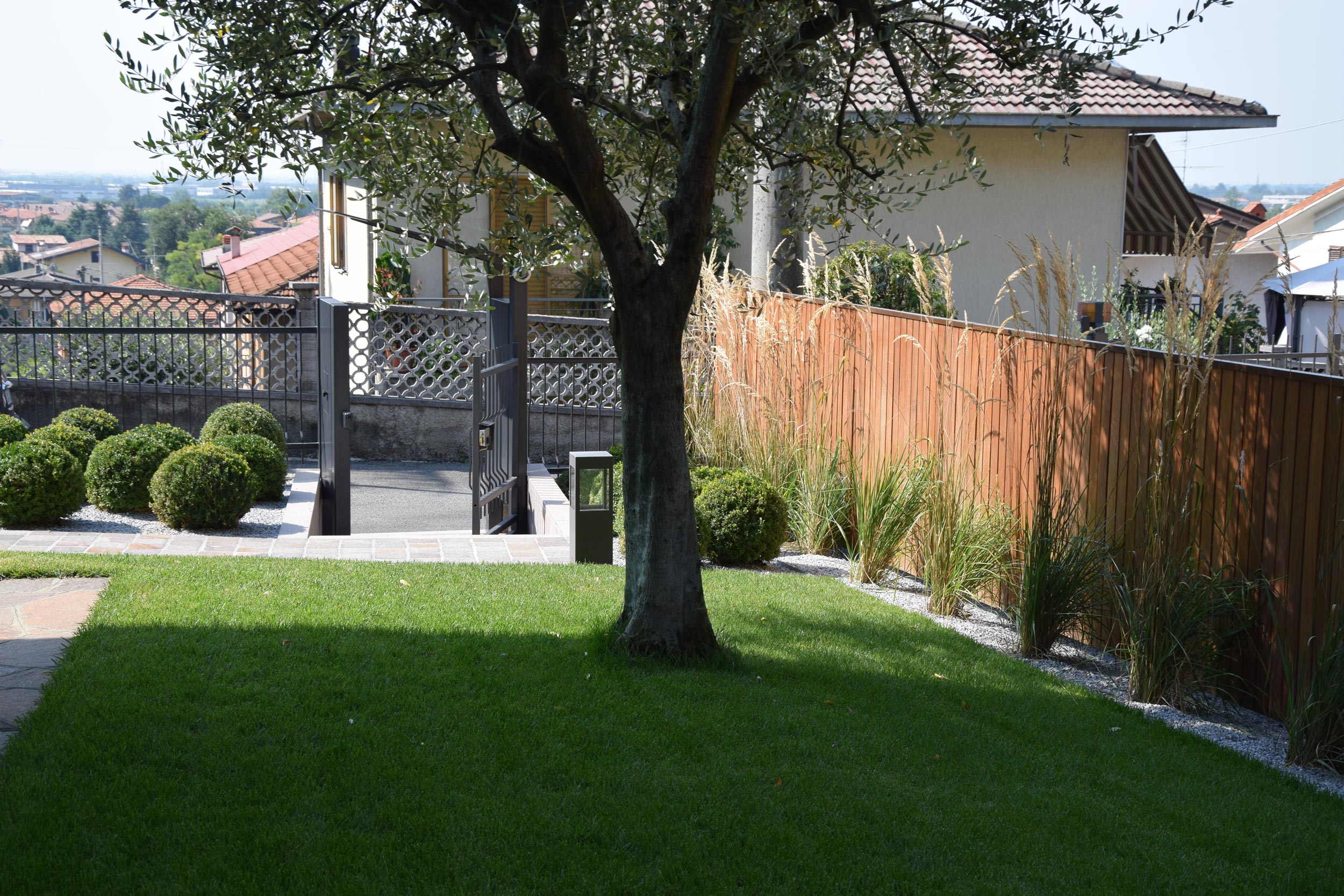 miscanthus sinensis, buxus sempervirens
