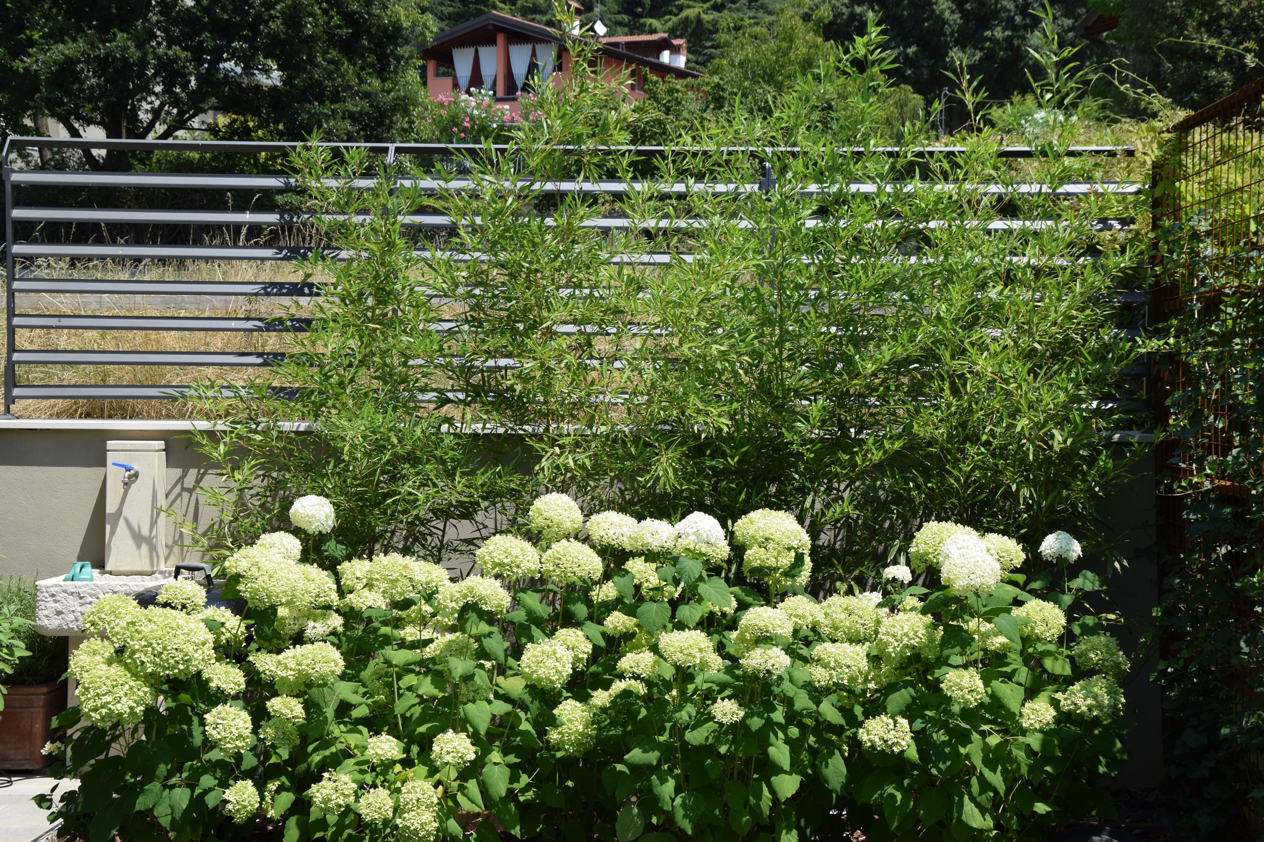 Hydrangea arborescens Annabelle,