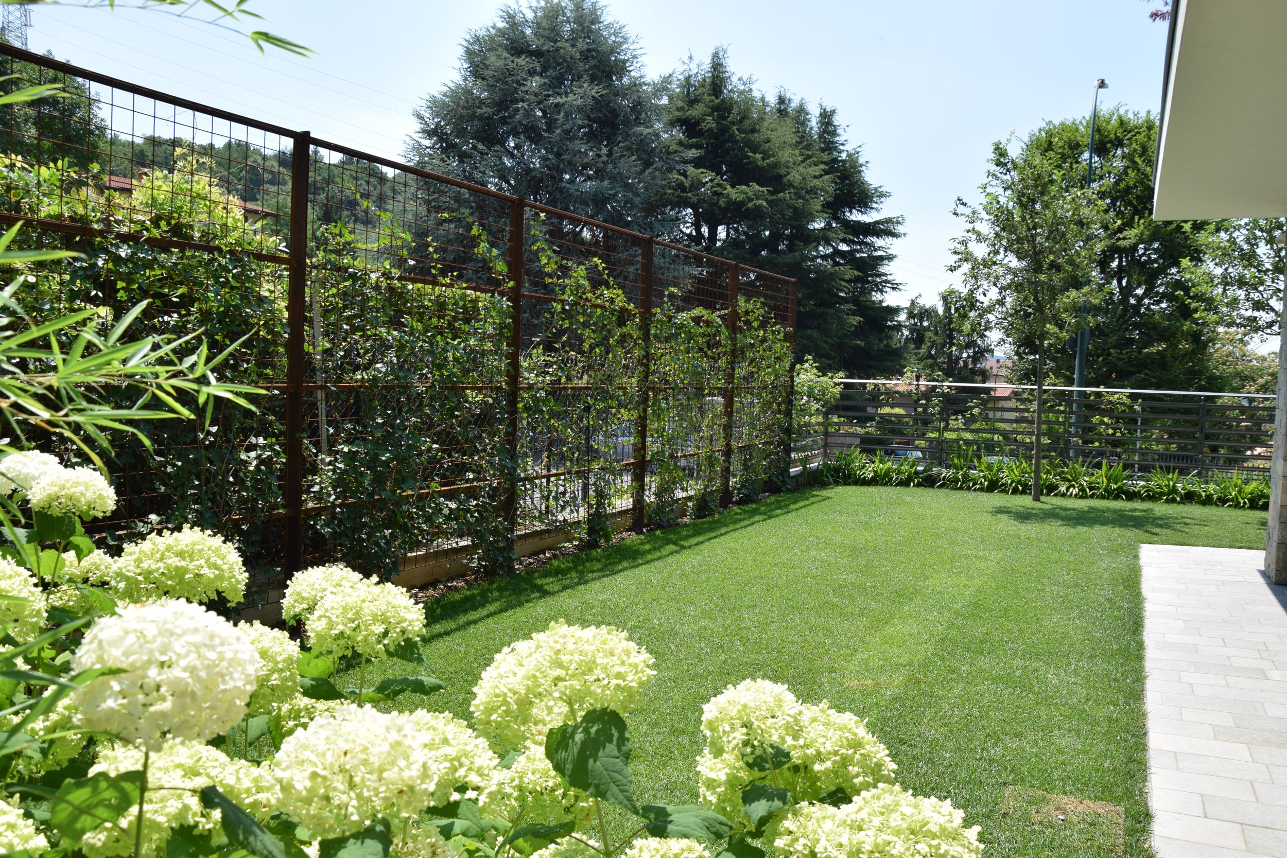 Hydrangea arborescens Annabelle,