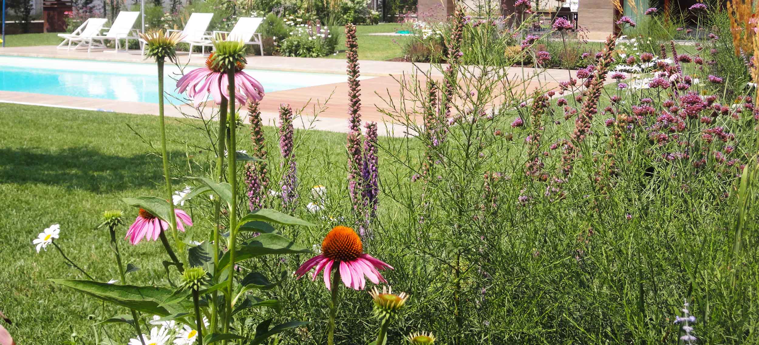 Echinacea purpurea, Liatris spicata, Verbena bonariensis