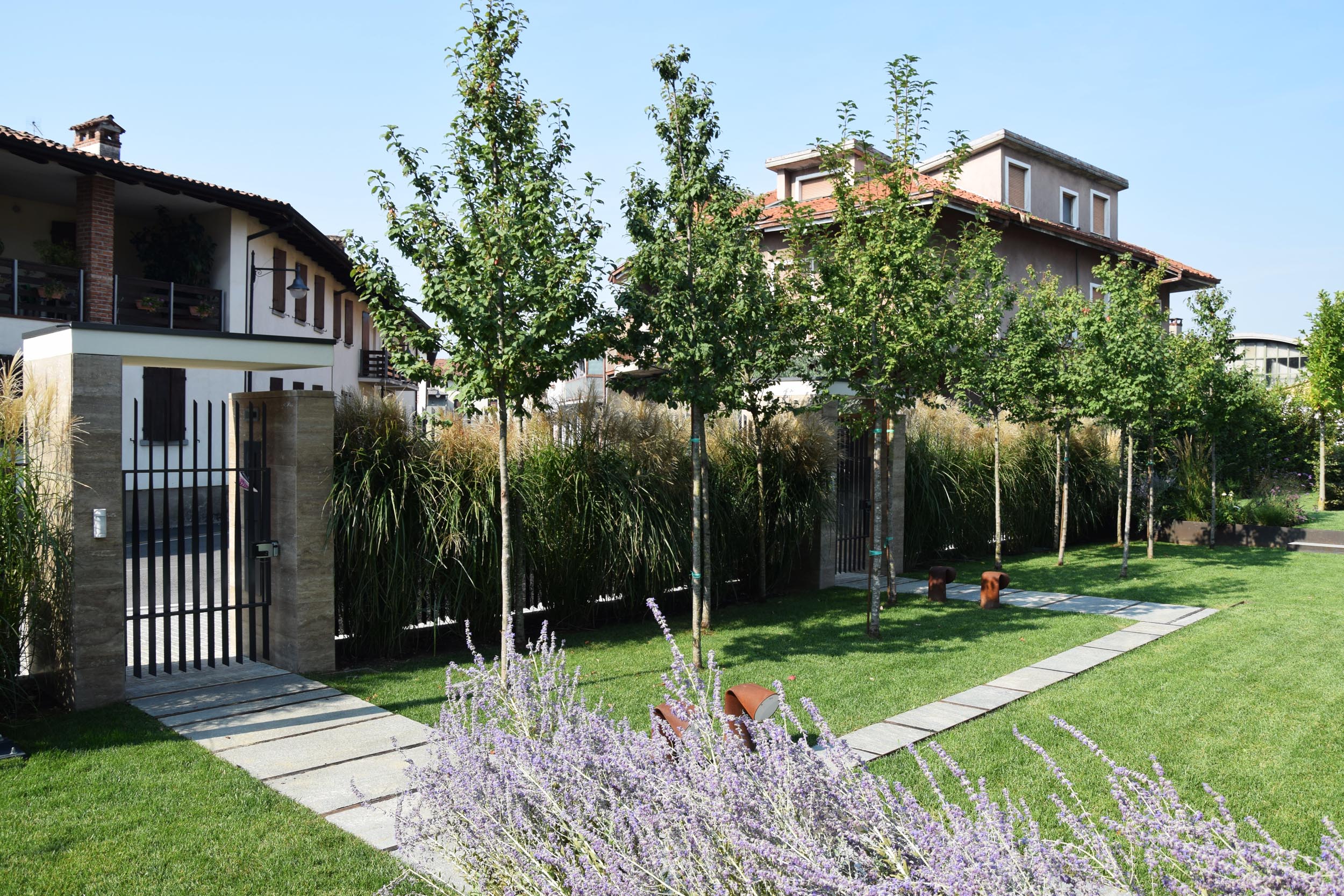 boschetto di alberetti,Prunus padus, siepe di Miscanthus sinesis, Perovskia, architettura contemporanea, giardino contemporaneo