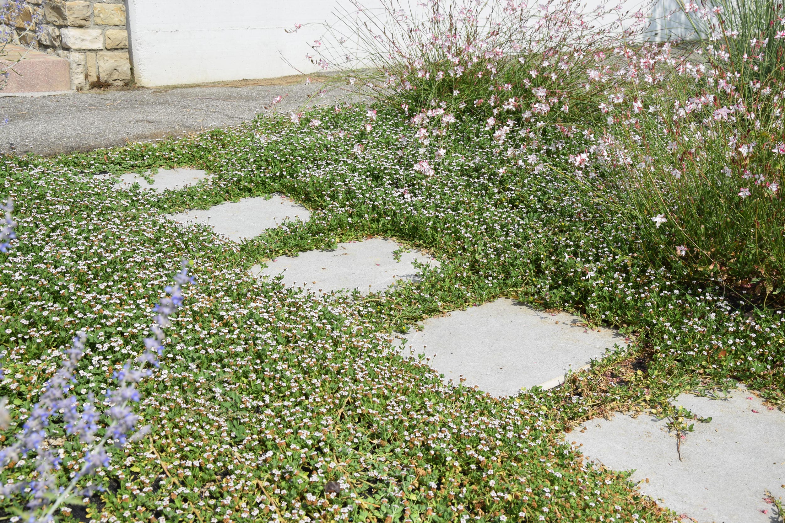 lippia nodiflora, 