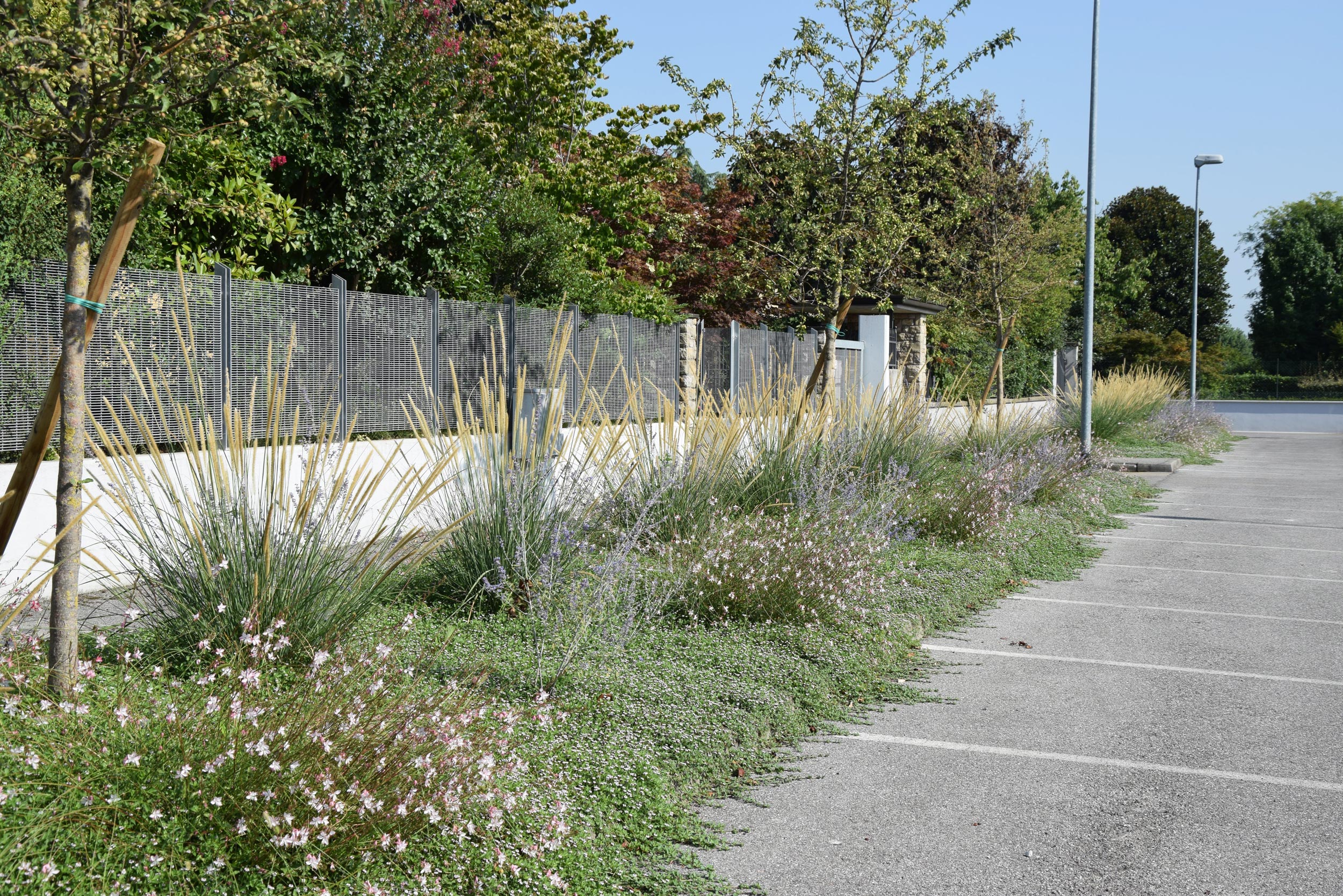 Pennisetum macrorum, perovskia, lippia nodiflora, gaura