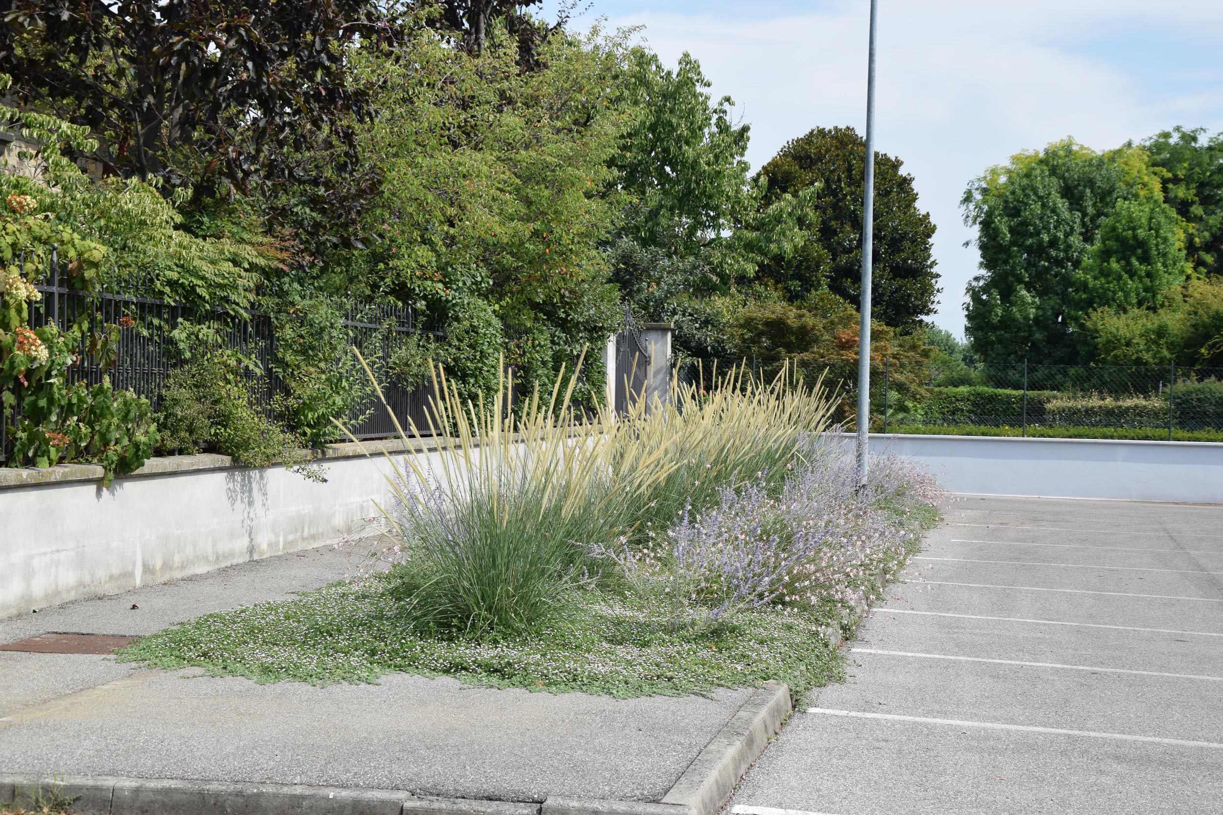 Pennisetum macrorum, perovskia, lippia nodiflora, gaura