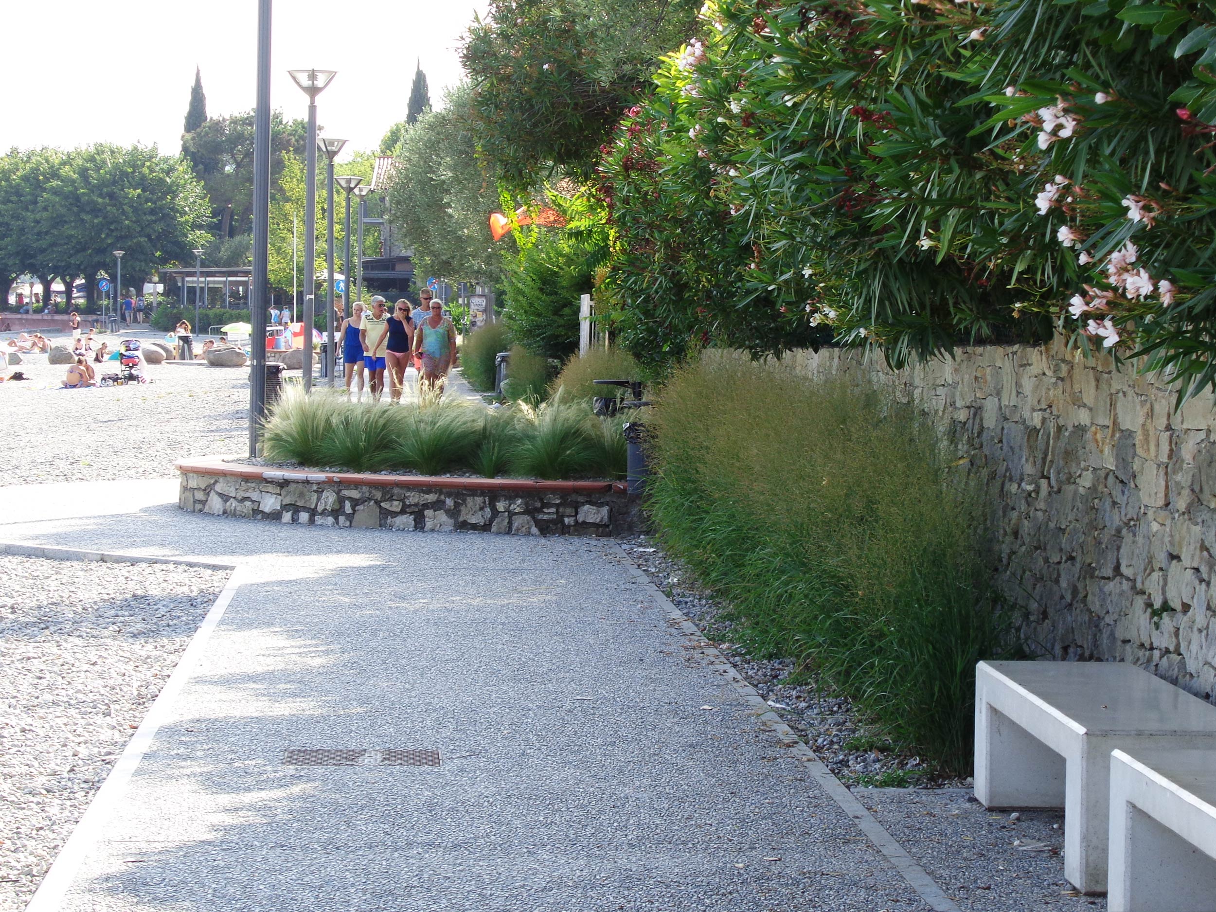 Panicum virgatum, Stipa tenuissima, Lippia nodiflora, lungolago Moniga del garda