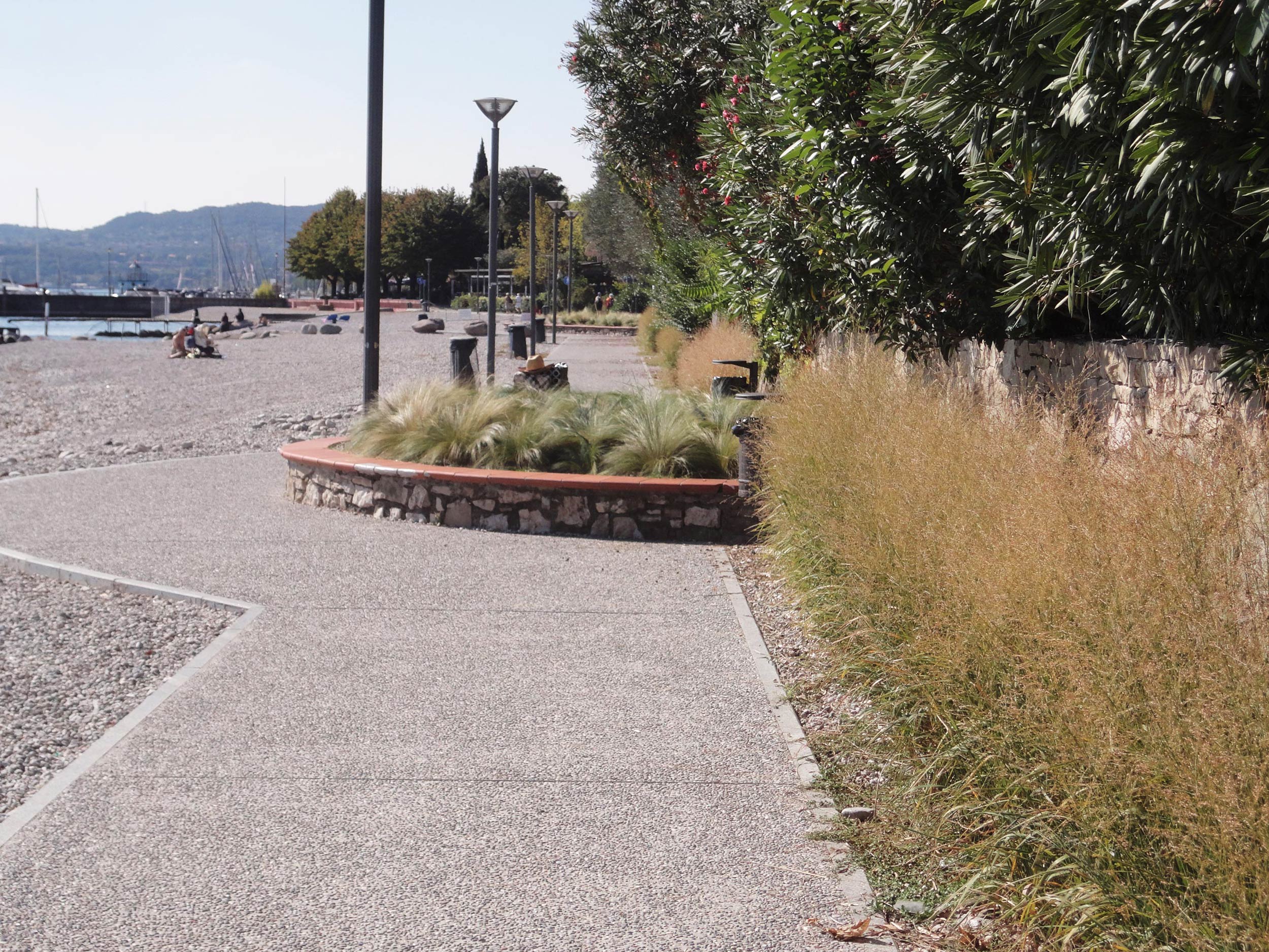 Panicum virgatum, Stipa tenuissima, Lippia nodiflora, lungolago Moniga del garda