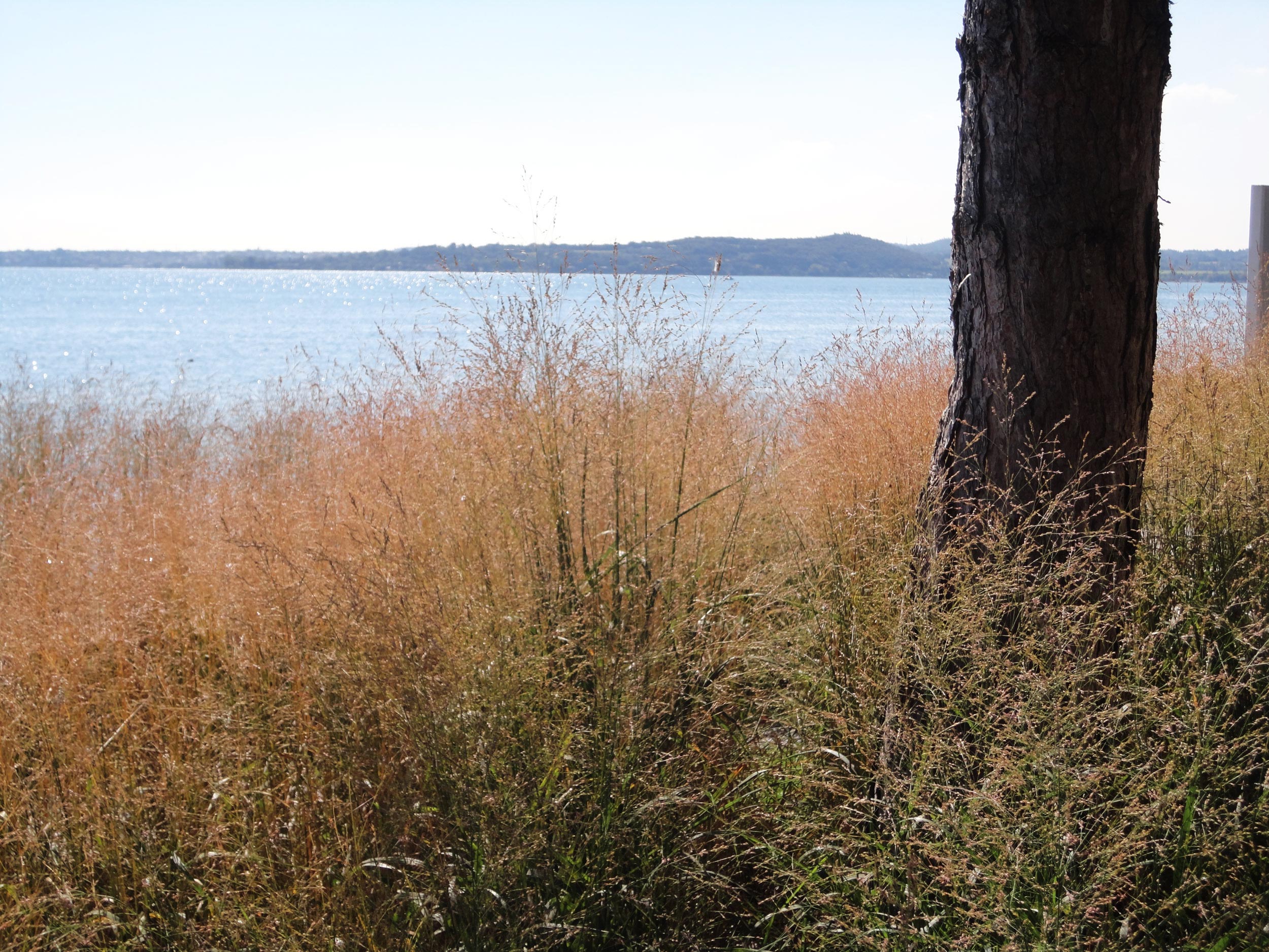 Panicum virgatum, Stipa tenuissima, Lippia nodiflora, lungolago Moniga del garda