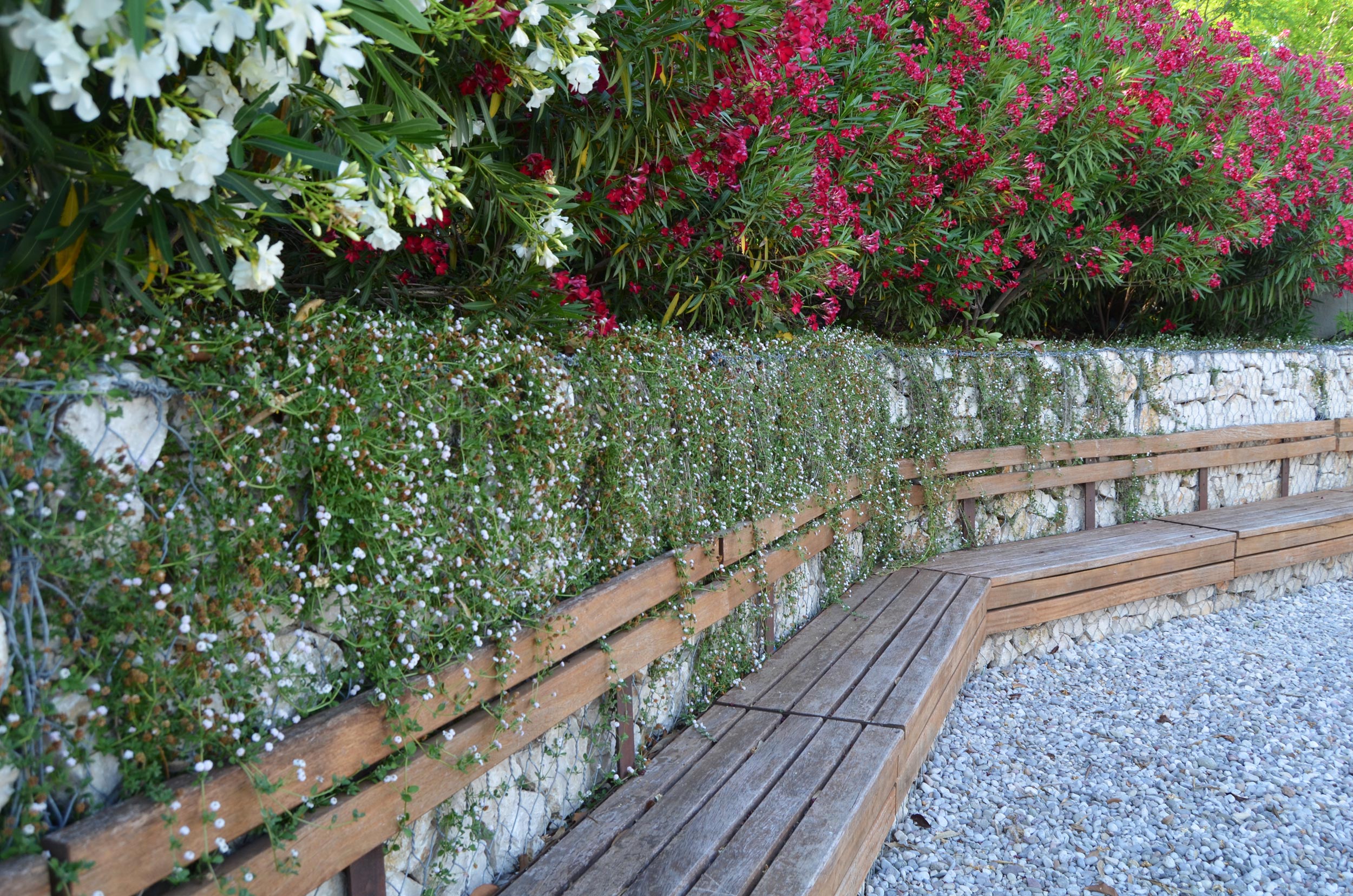 lippia nodiflora, lungolago Moniga del Garda