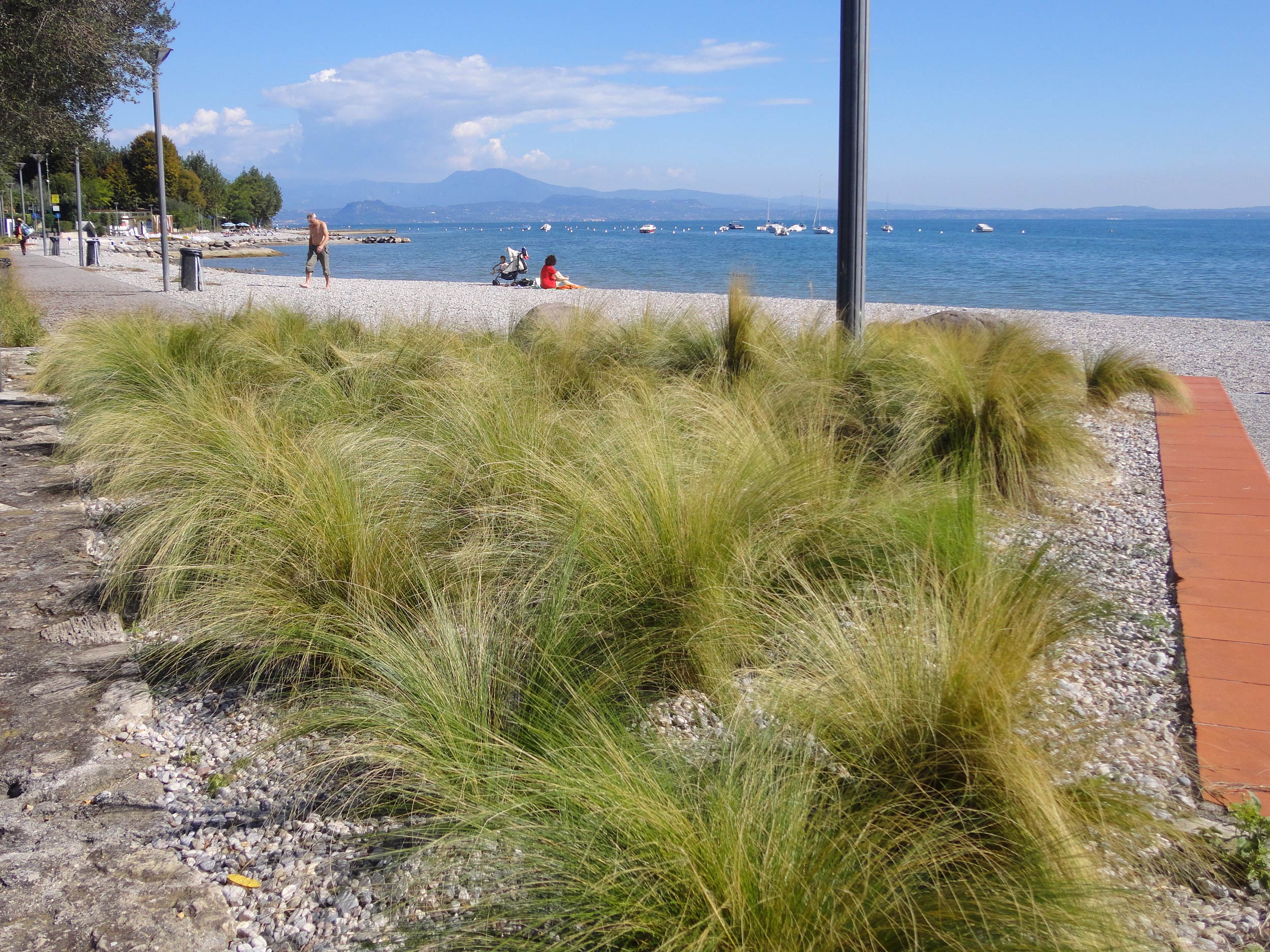 stipa tenuissima, lungolago Moniga del Garda