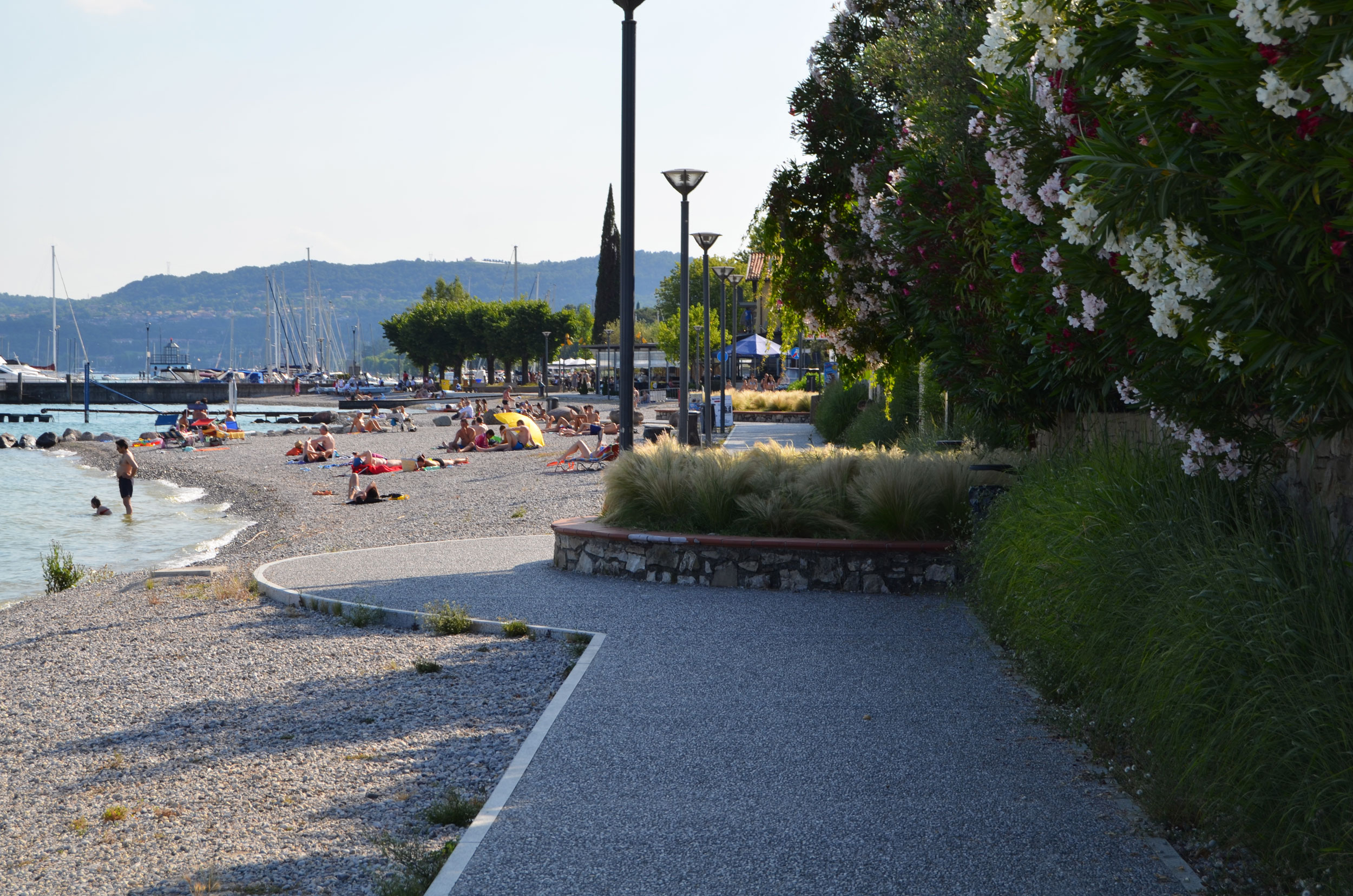 Panicum virgatum, Stipa tenuissima, Lippia nodiflora, lungolago Moniga del garda