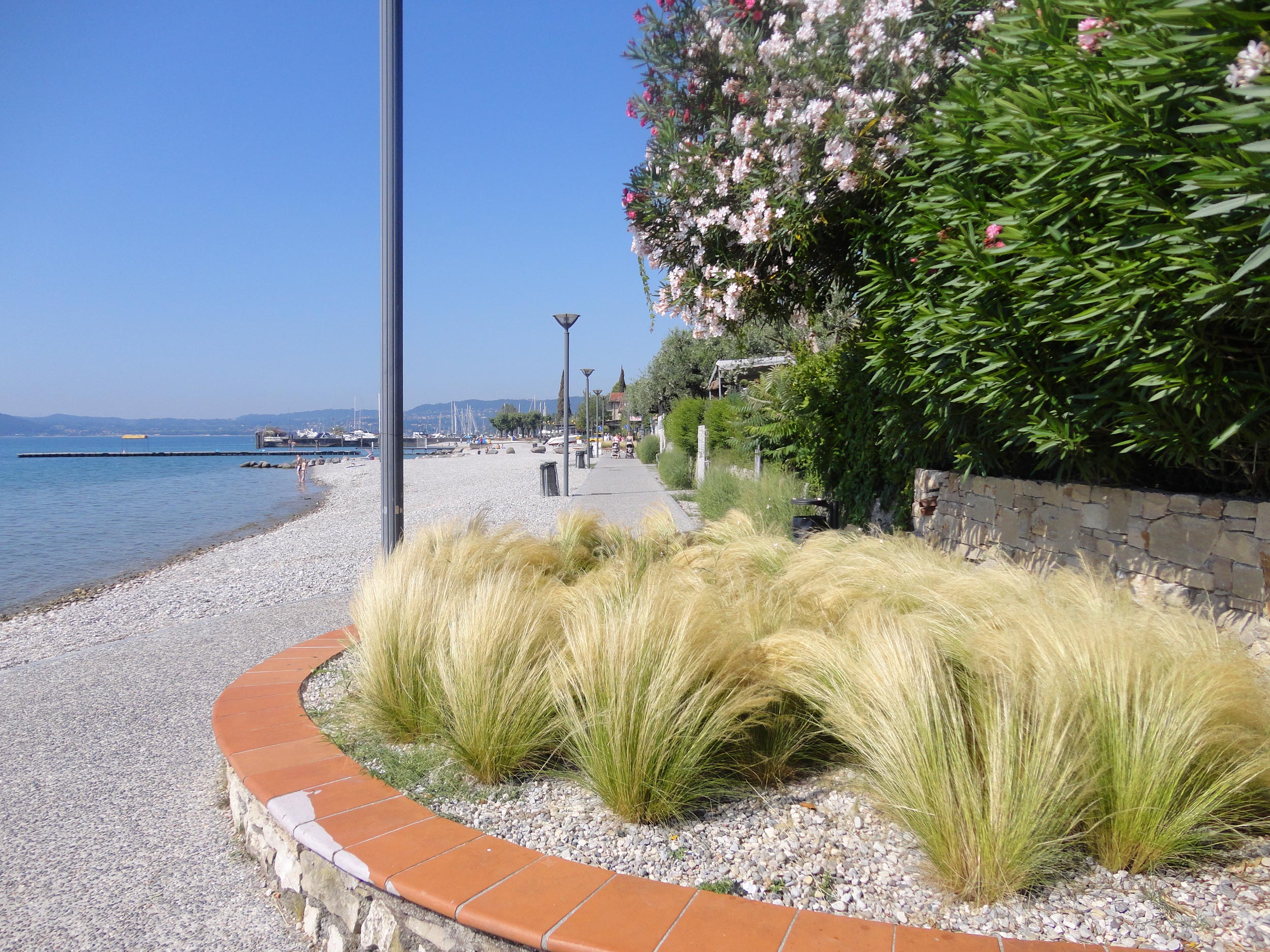 Panicum virgatum, Stipa tenuissima, Lippia nodiflora, lungolago Moniga del garda