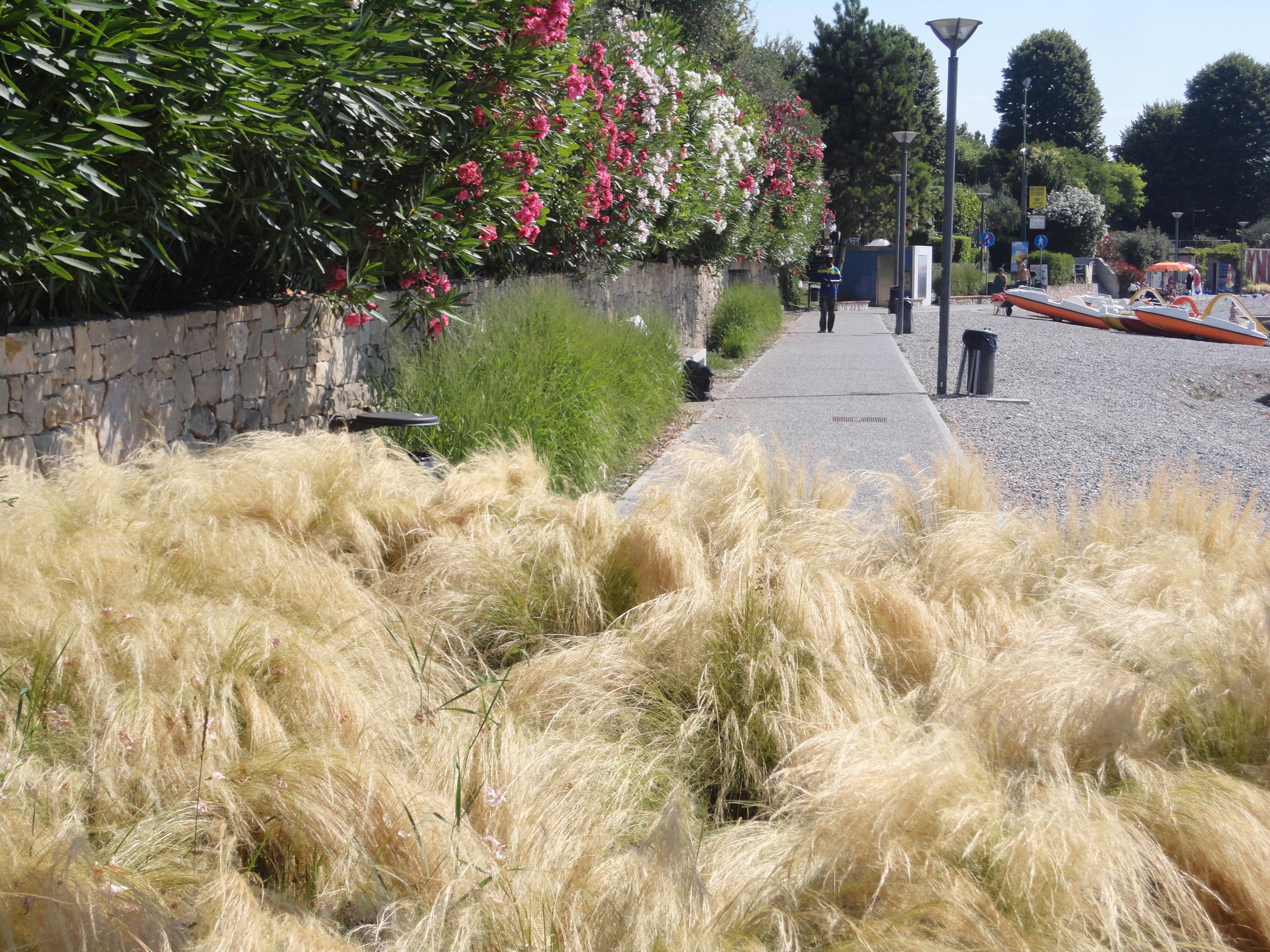 Panicum virgatum, Stipa tenuissima, Lippia nodiflora, lungolago Moniga del garda