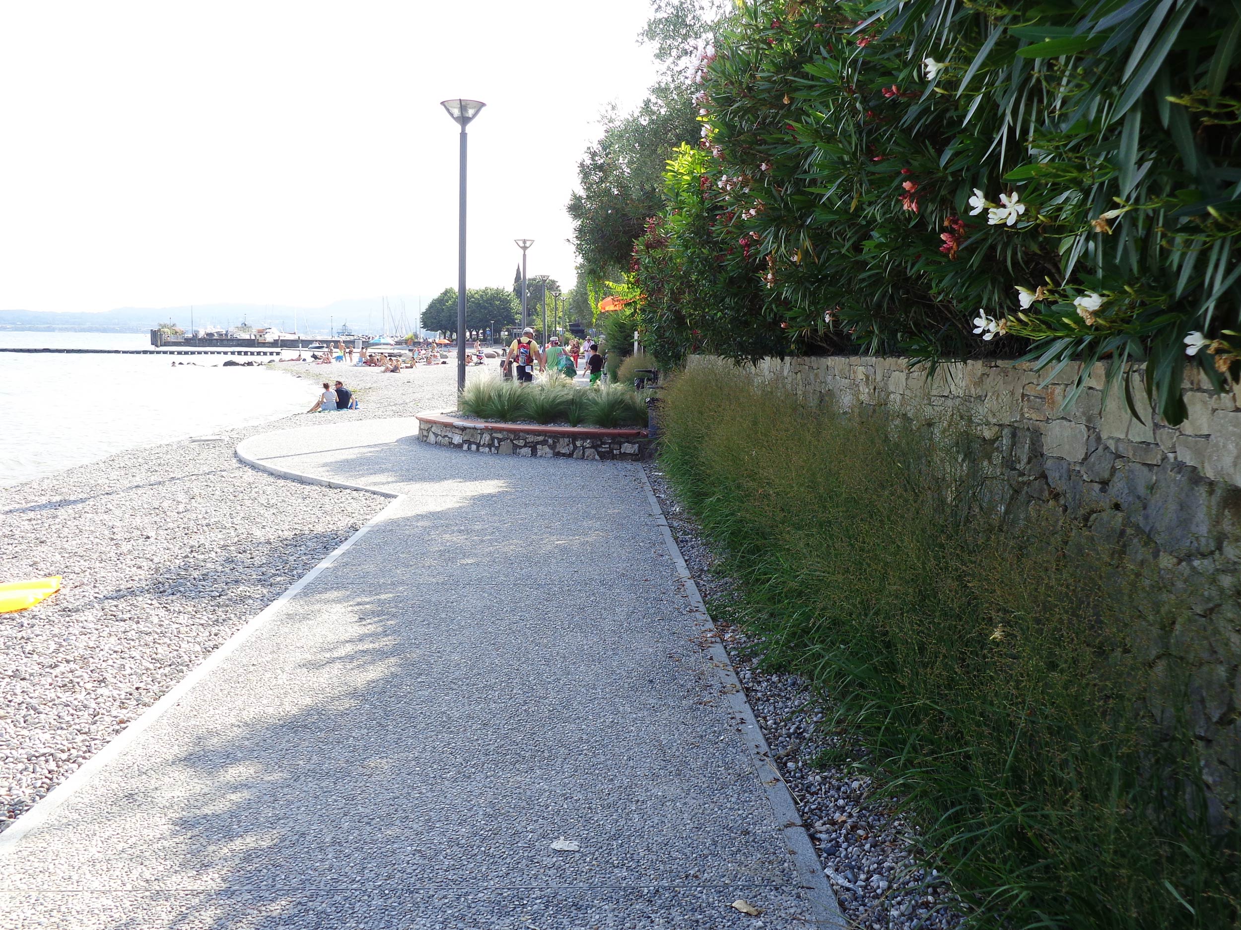 Panicum virgatum, Stipa tenuissima, Lippia nodiflora, lungolago Moniga del garda