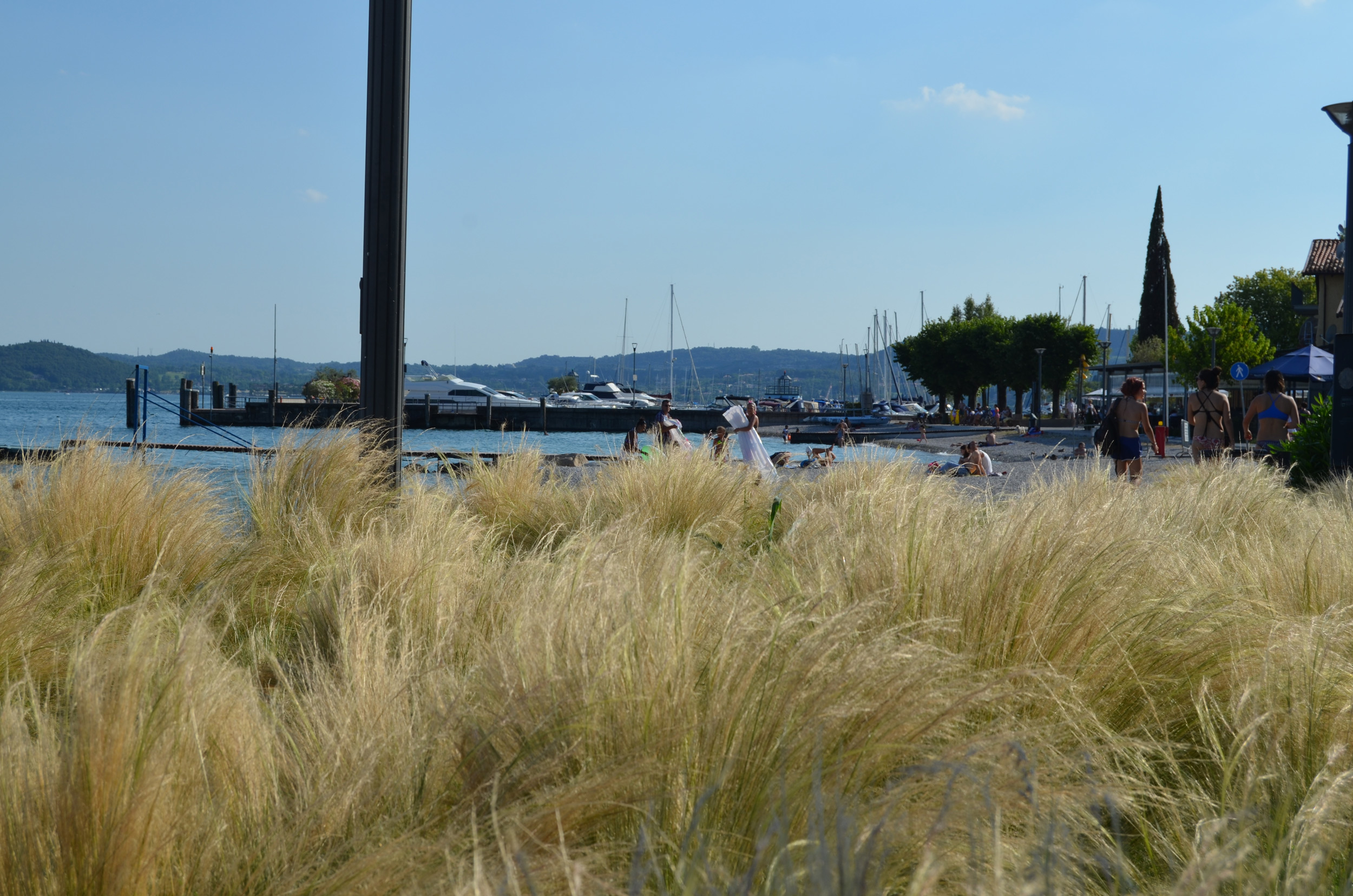 Panicum virgatum, Stipa tenuissima, Lippia nodiflora, lungolago Moniga del garda