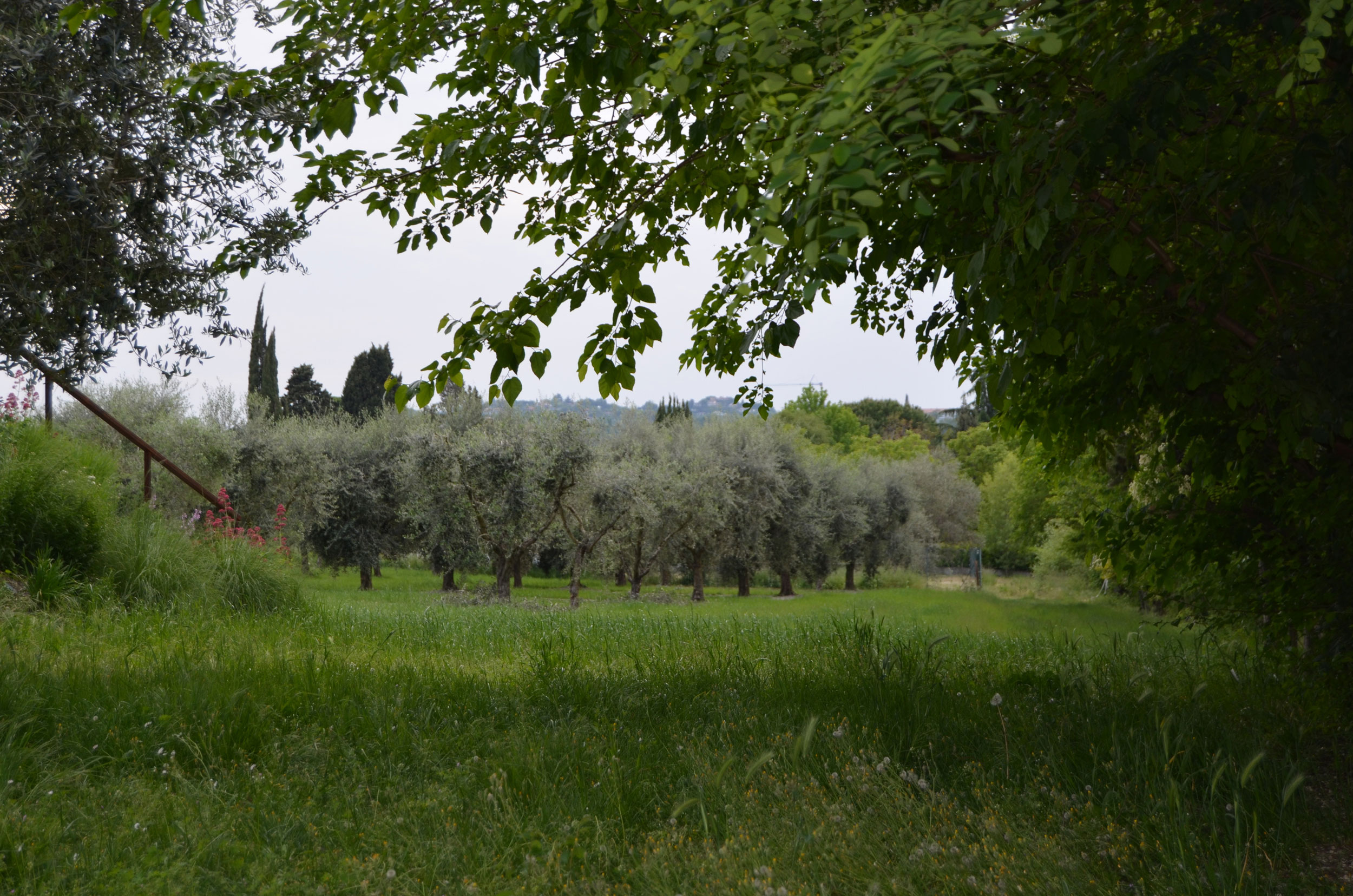 uliveto, castello di Moniga del garda