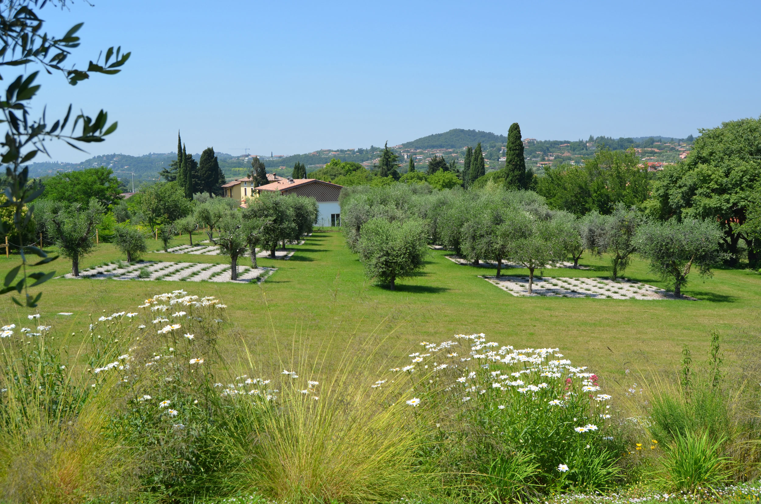 parterre di pennisetum alopecuroides, uliveto