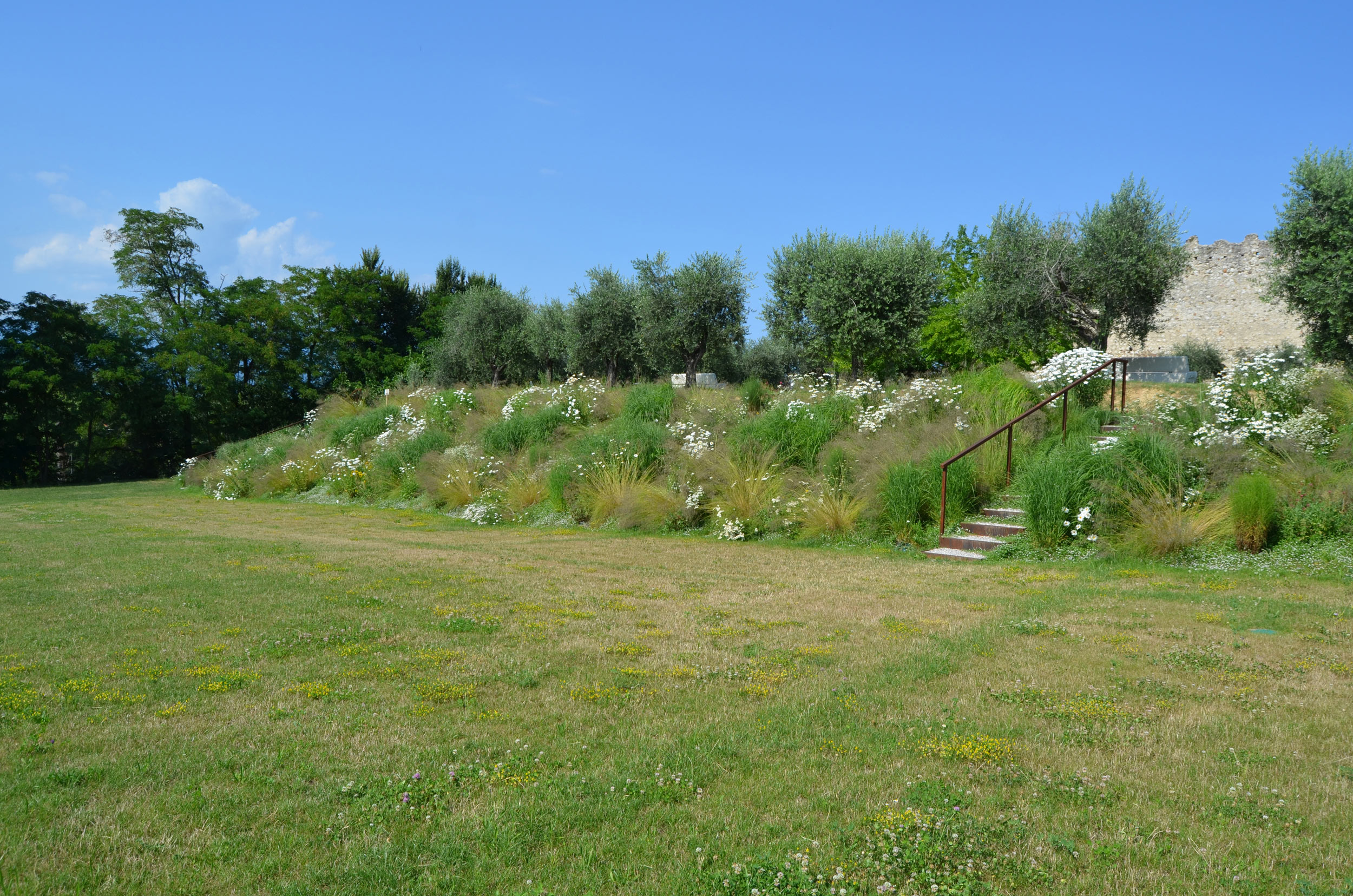 Eragrostis curvula, Panicum virgatum, Lippia nodiflora, Hypericum perforatum, Kalimeris incisa, Allium ramosum/A. shaenoprasum, Achillea millefolium, Salvia pratensis, Centranthus ruber, Leucanthemum x superbum, Aster pringlei, 