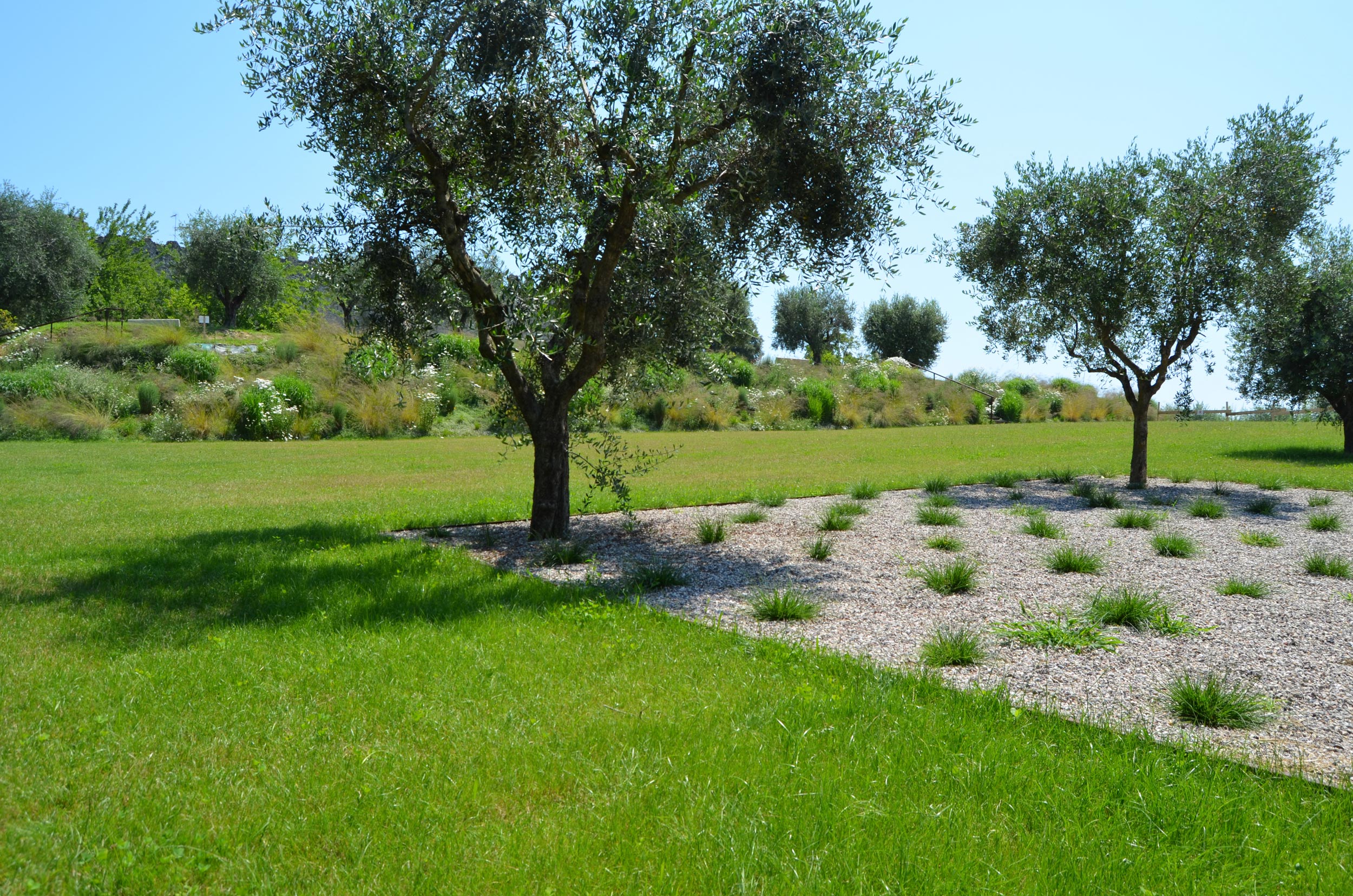 Pennisetum alopecuroides, ulivo, uliveto