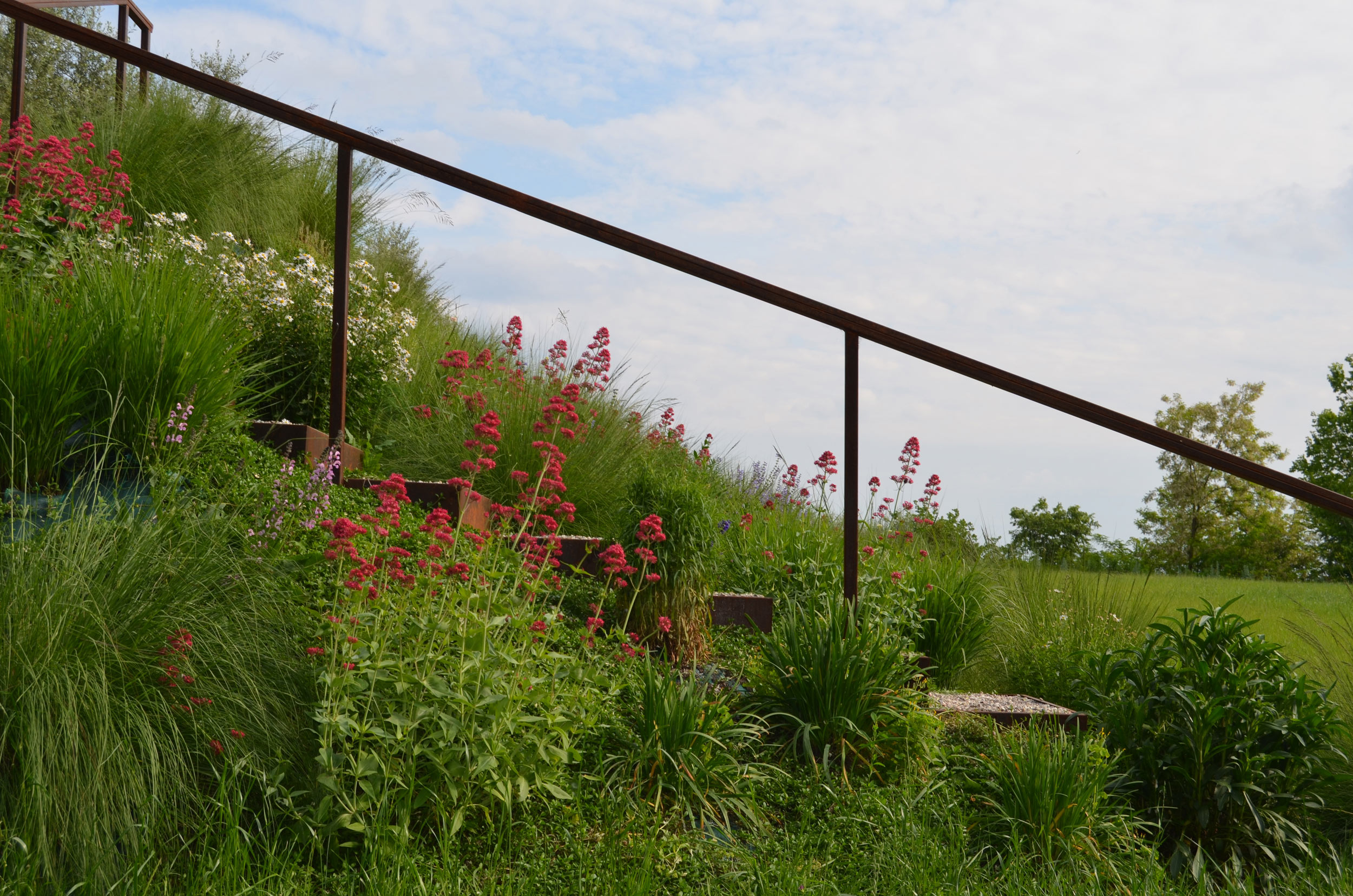 uliveto, Eragrostis curvula, Panicum virgatum, Lippia nodiflora, Hypericum perforatum, Kalimeris incisa, Allium ramosum/A. shaenoprasum, Achillea millefolium, Salvia pratensis, Centranthus ruber, Leucanthemum x superbum, Aster pringlei, 