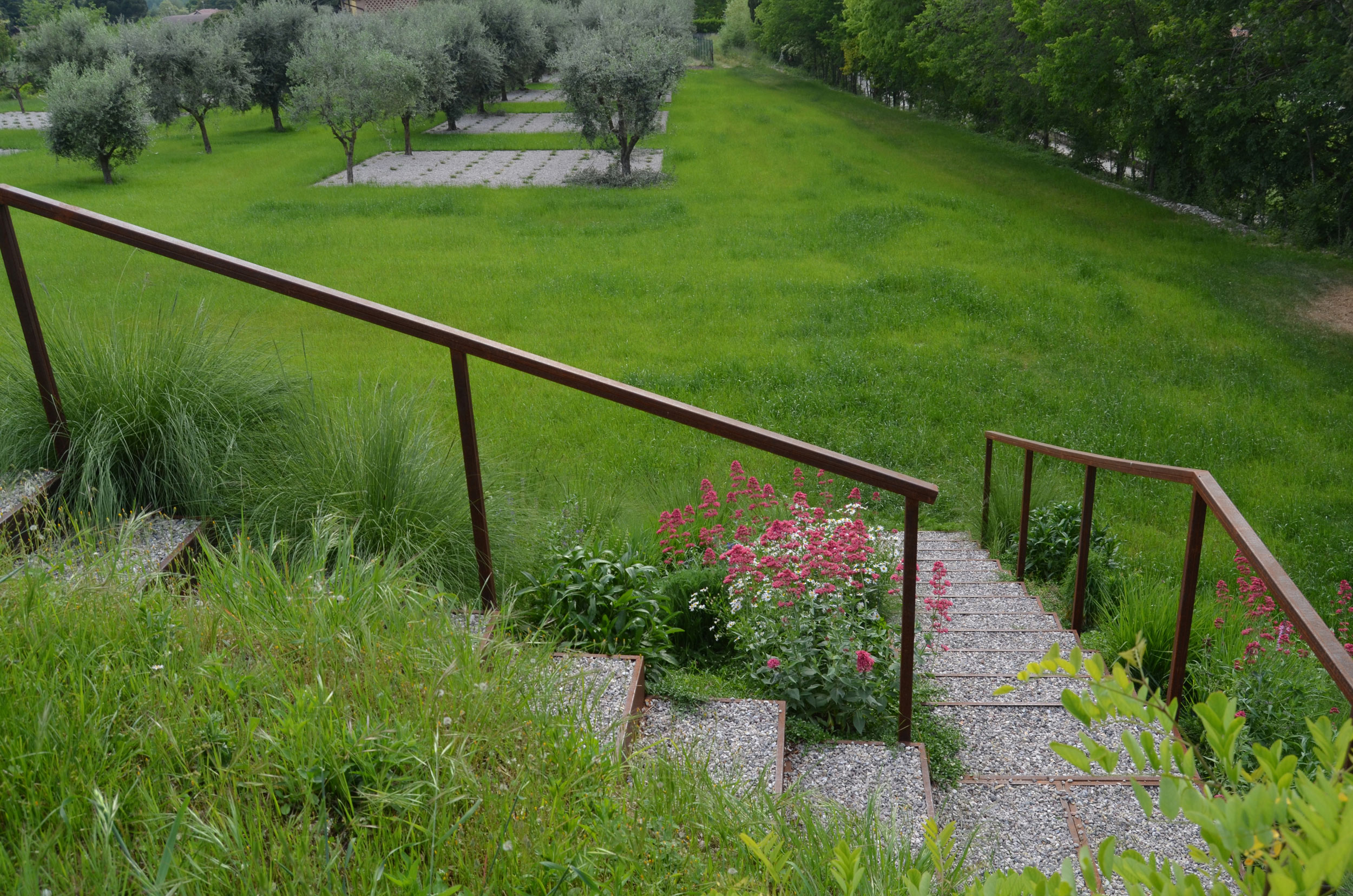 uliveto, Eragrostis curvula, Panicum virgatum, Lippia nodiflora, Hypericum perforatum, Kalimeris incisa, Allium ramosum/A. shaenoprasum, Achillea millefolium, Salvia pratensis, Centranthus ruber, Leucanthemum x superbum, Aster pringlei, 