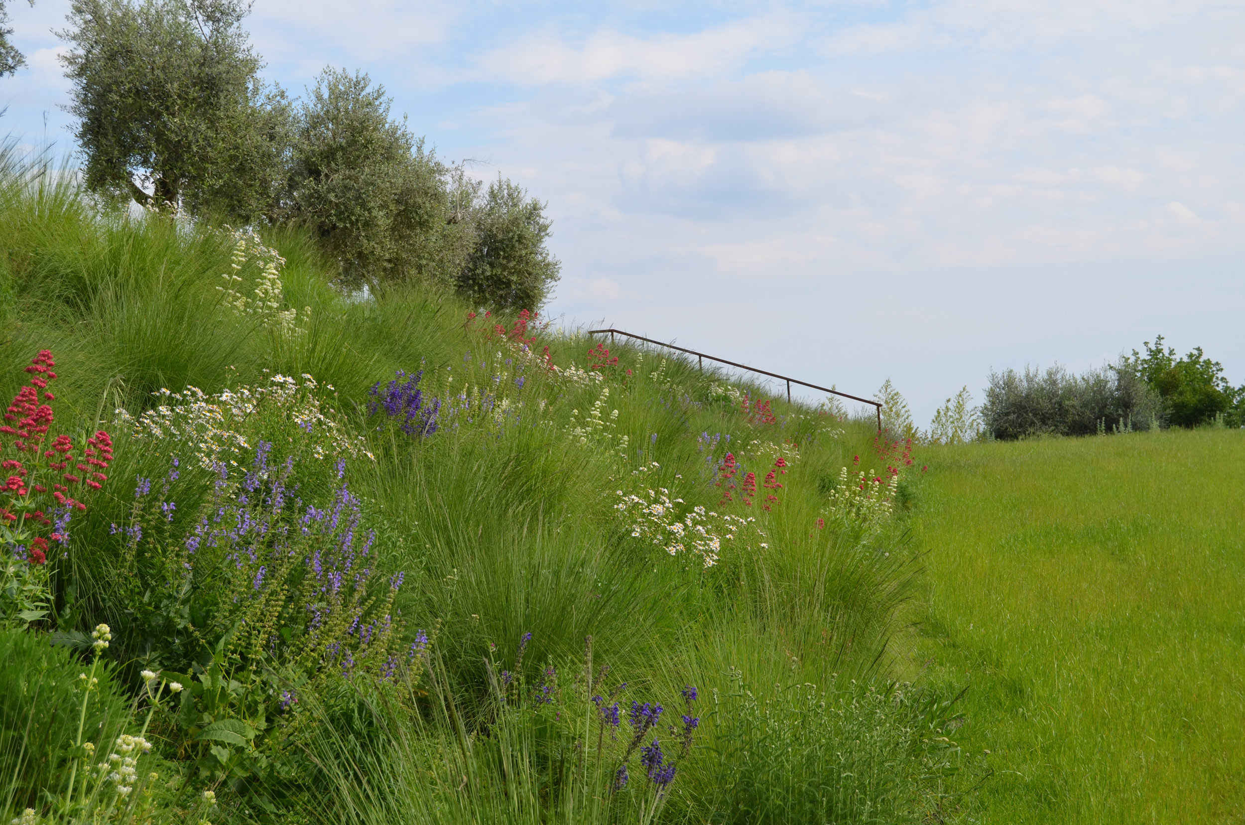 uliveto, Eragrostis curvula, Panicum virgatum, Lippia nodiflora, Hypericum perforatum, Kalimeris incisa, Allium ramosum/A. shaenoprasum, Achillea millefolium, Salvia pratensis, Centranthus ruber, Leucanthemum x superbum, Aster pringlei, 