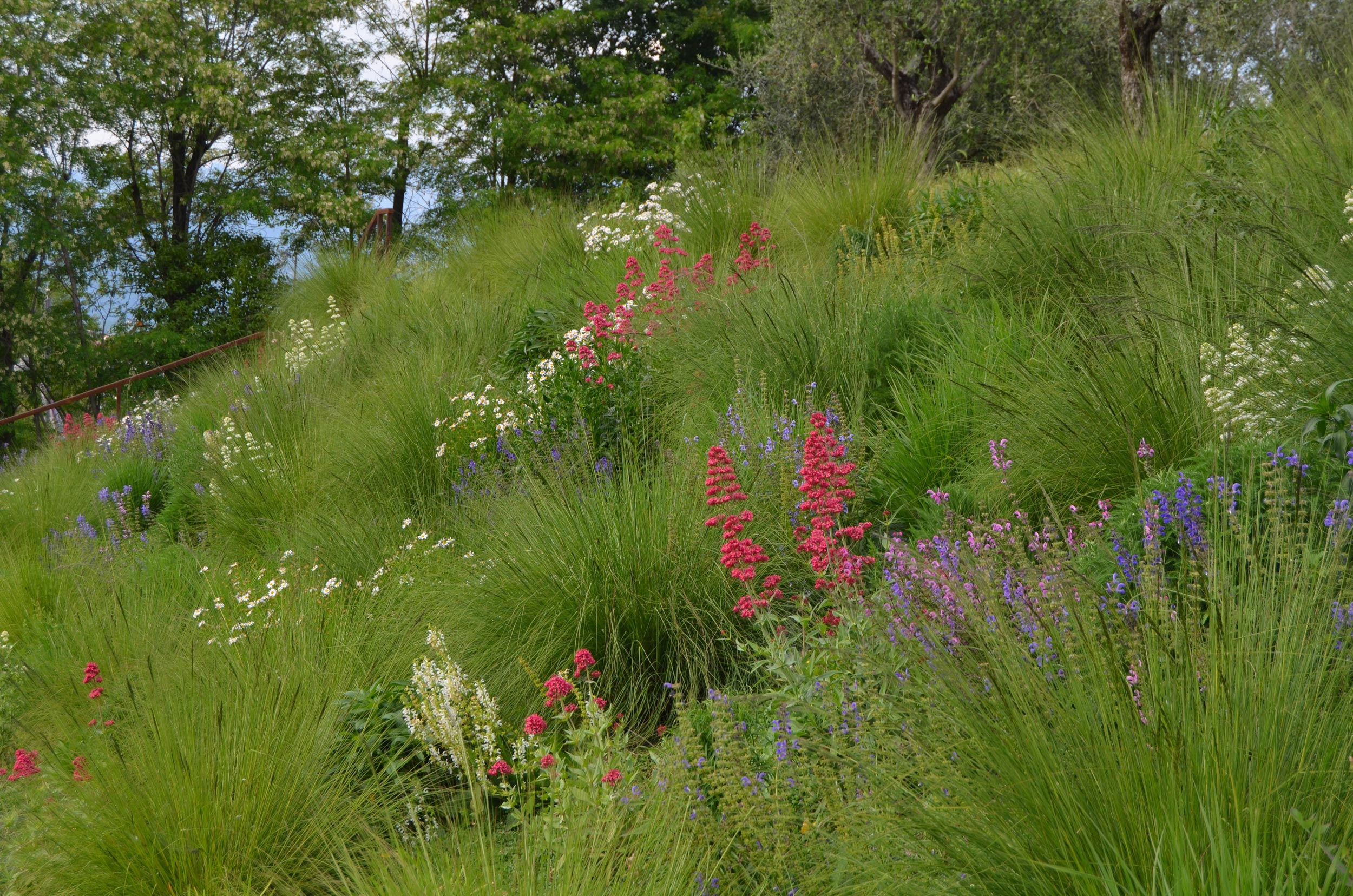 uliveto, Eragrostis curvula, Panicum virgatum, Lippia nodiflora, Hypericum perforatum, Kalimeris incisa, Allium ramosum/A. shaenoprasum, Achillea millefolium, Salvia pratensis, Centranthus ruber, Leucanthemum x superbum, Aster pringlei, 