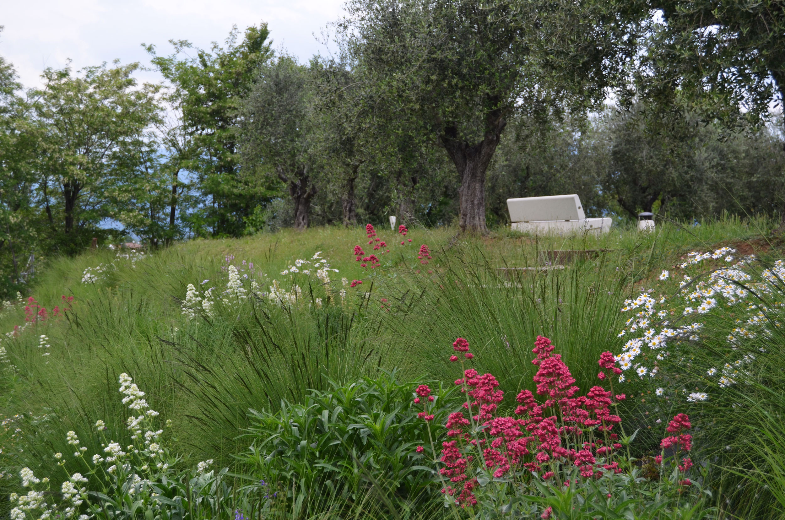 uliveto, Eragrostis curvula, Panicum virgatum, Lippia nodiflora, Hypericum perforatum, Kalimeris incisa, Allium ramosum/A. shaenoprasum, Achillea millefolium, Salvia pratensis, Centranthus ruber, Leucanthemum x superbum, Aster pringlei, 