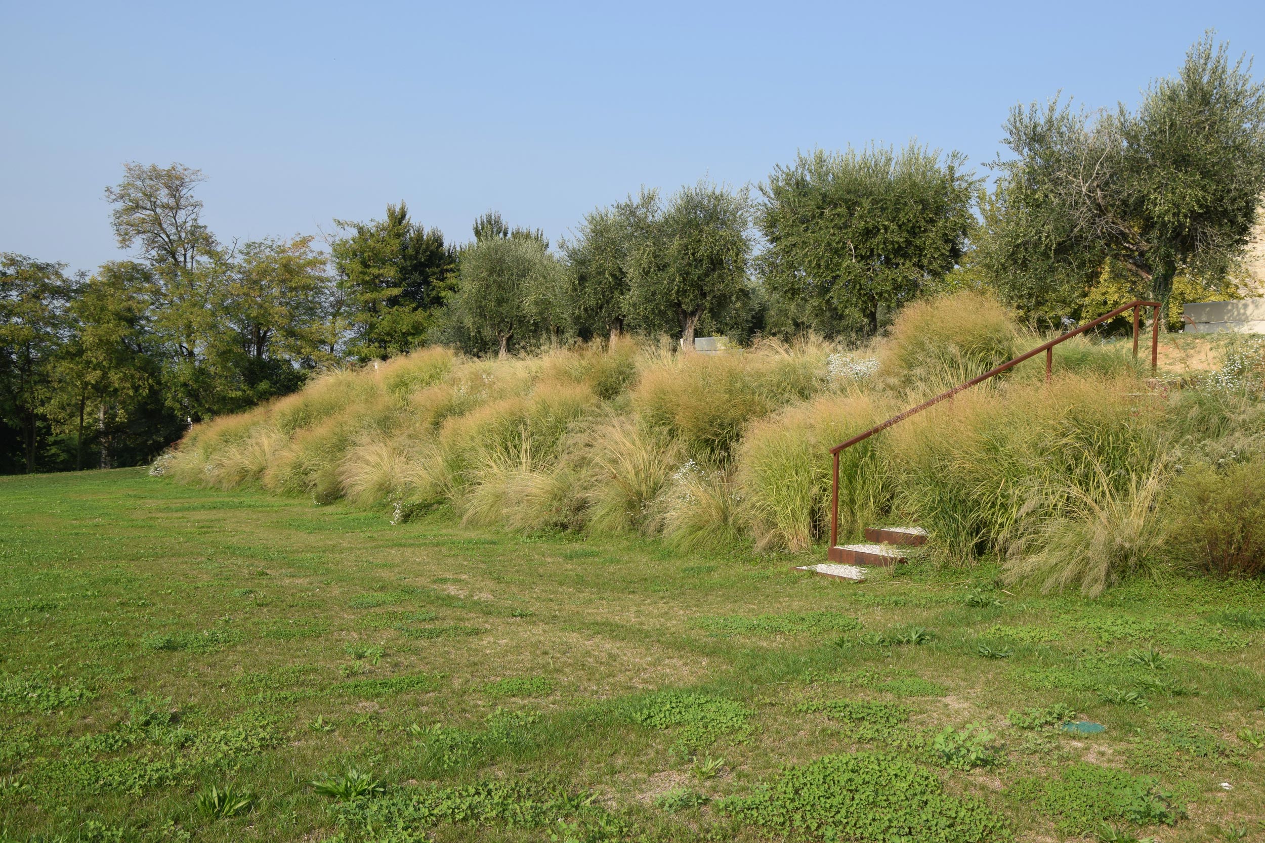 Eragrostis curvula, Lippia nodiflora,