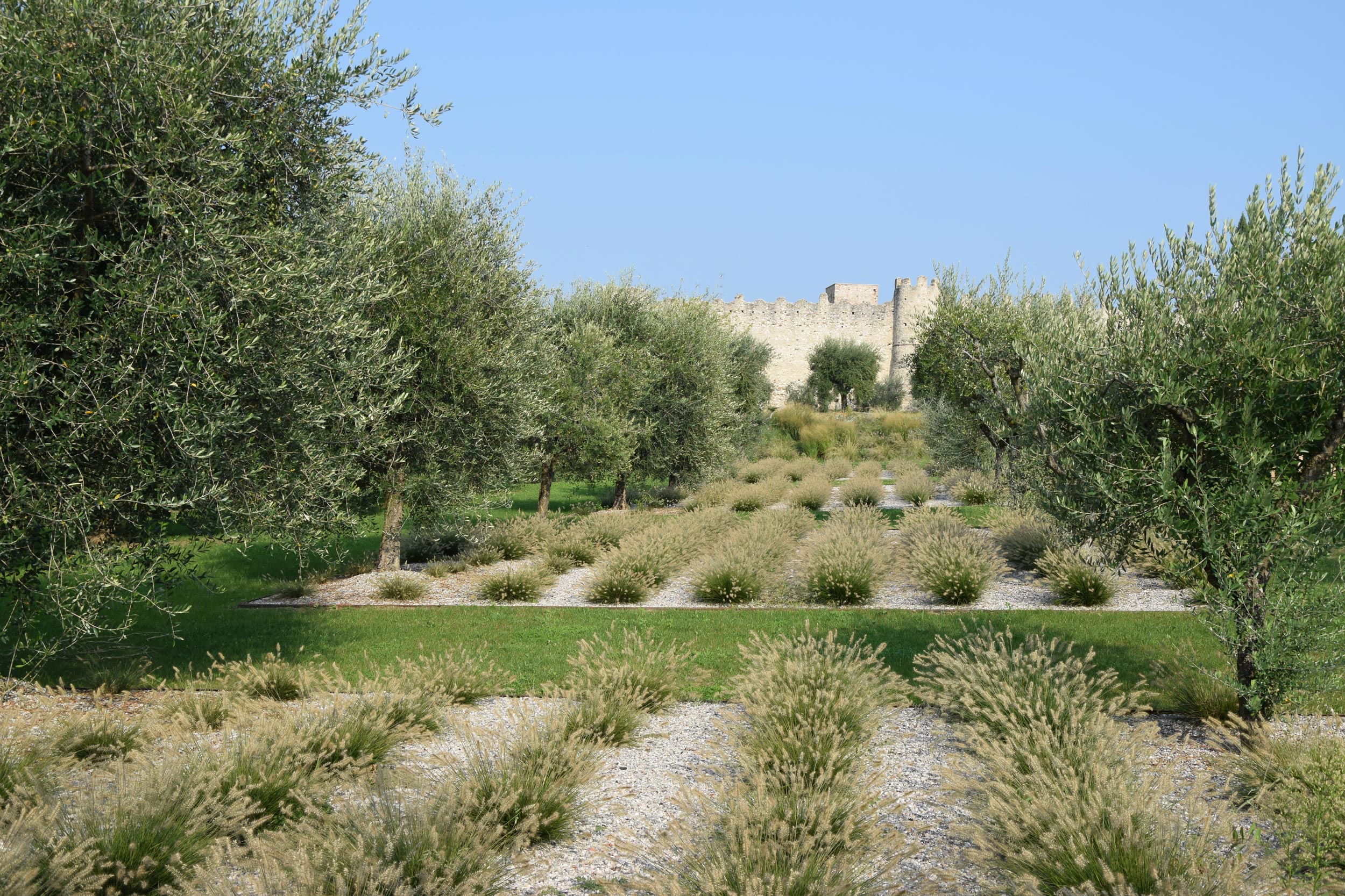 Pennisetum alopecuroides